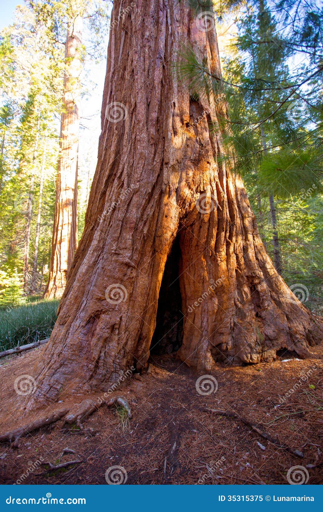 sequoias in mariposa grove at yosemite national park