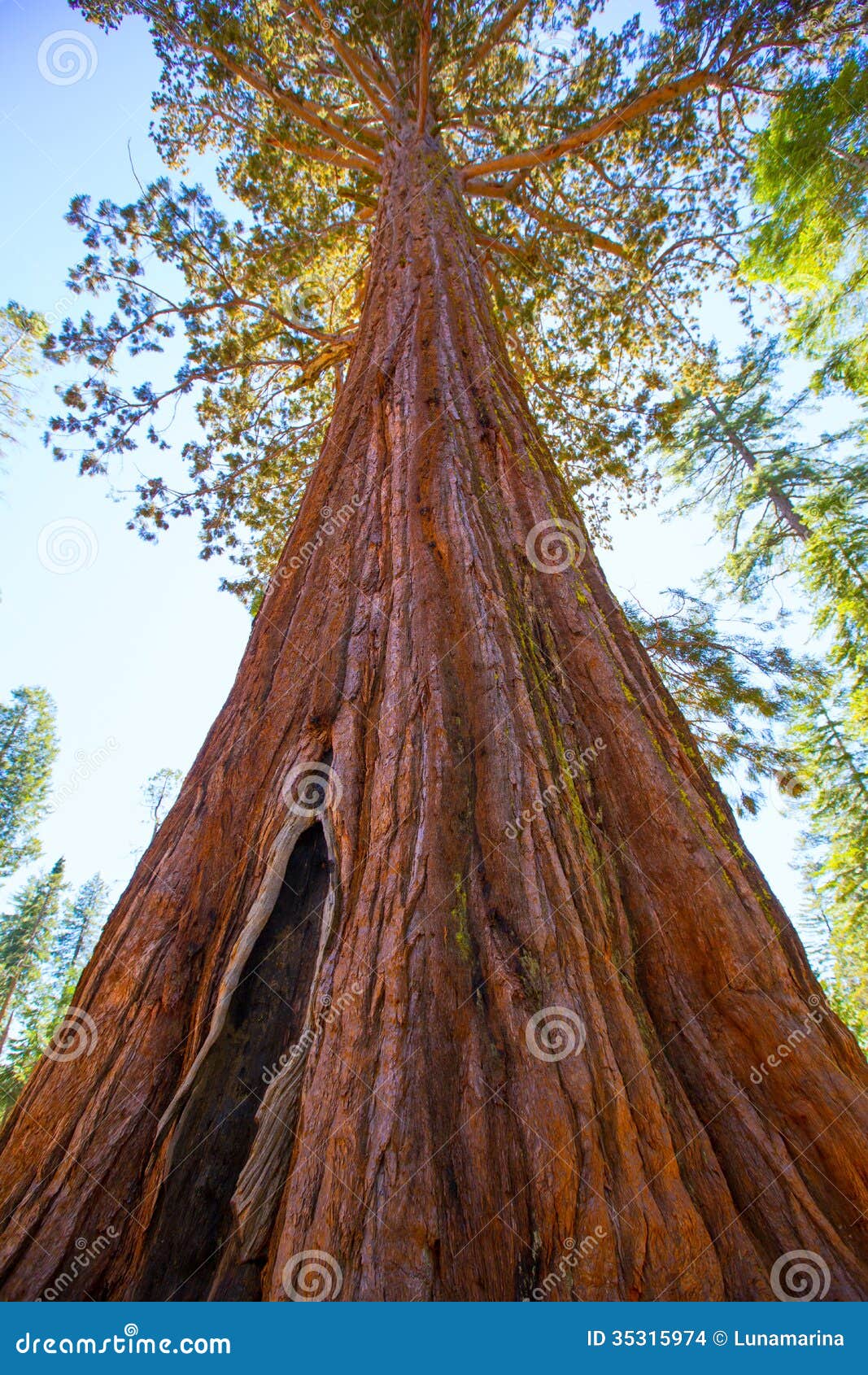 sequoias in mariposa grove at yosemite national park