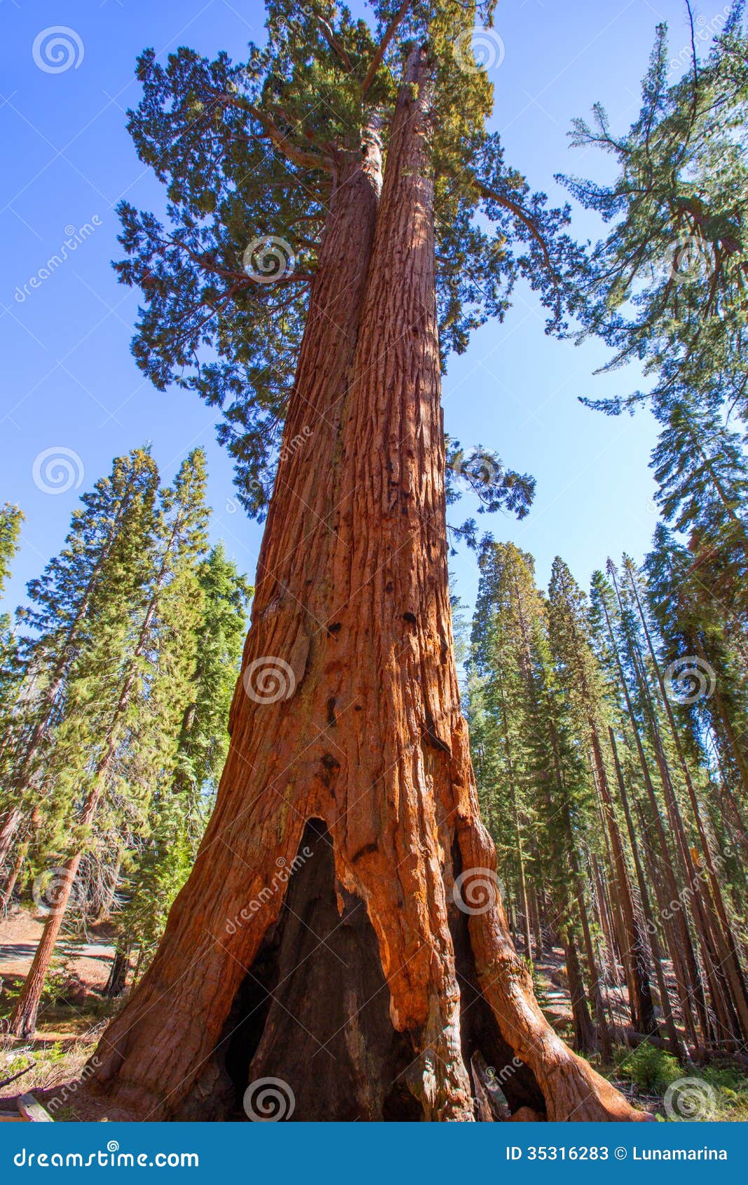 sequoias in mariposa grove at yosemite national park