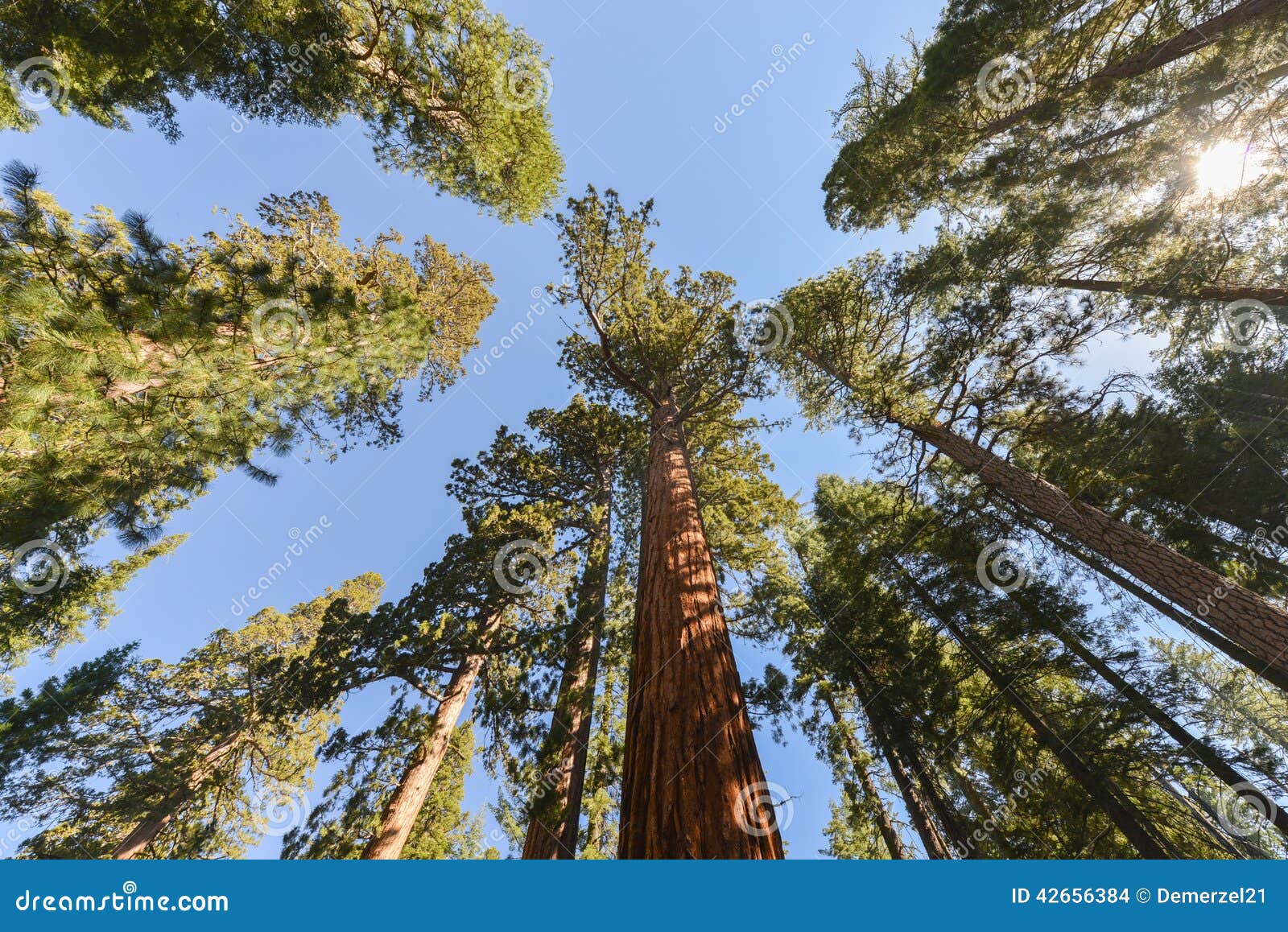 sequoias in mariposa grove, yosemite national park