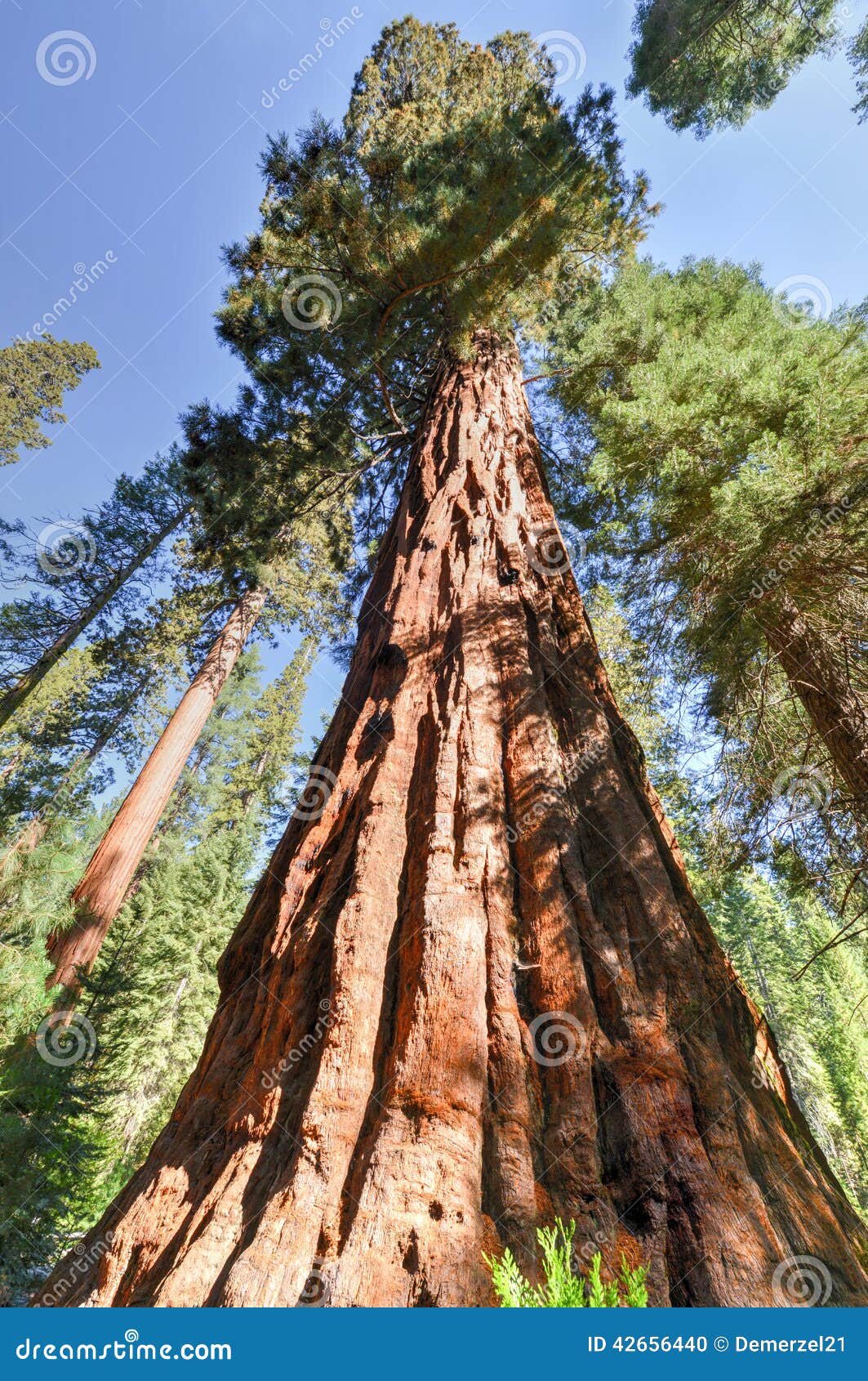 sequoias in mariposa grove, yosemite national park