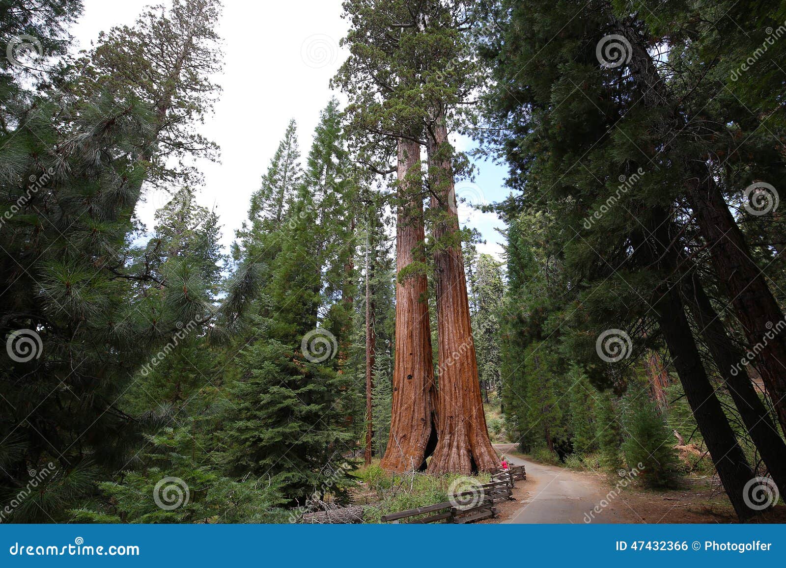 sequoias at mariposa grove, yosemite national park