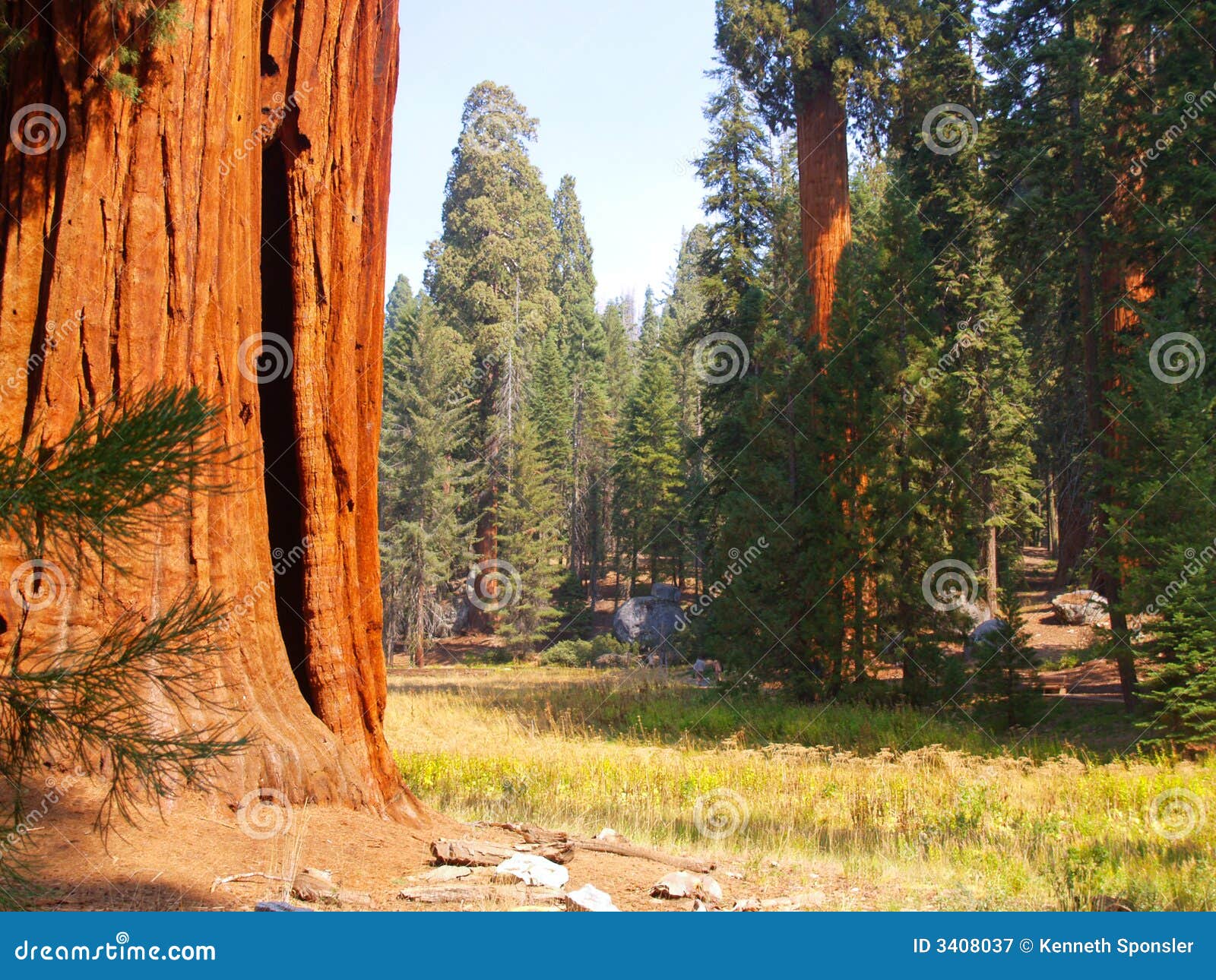 sequoias by the meadow