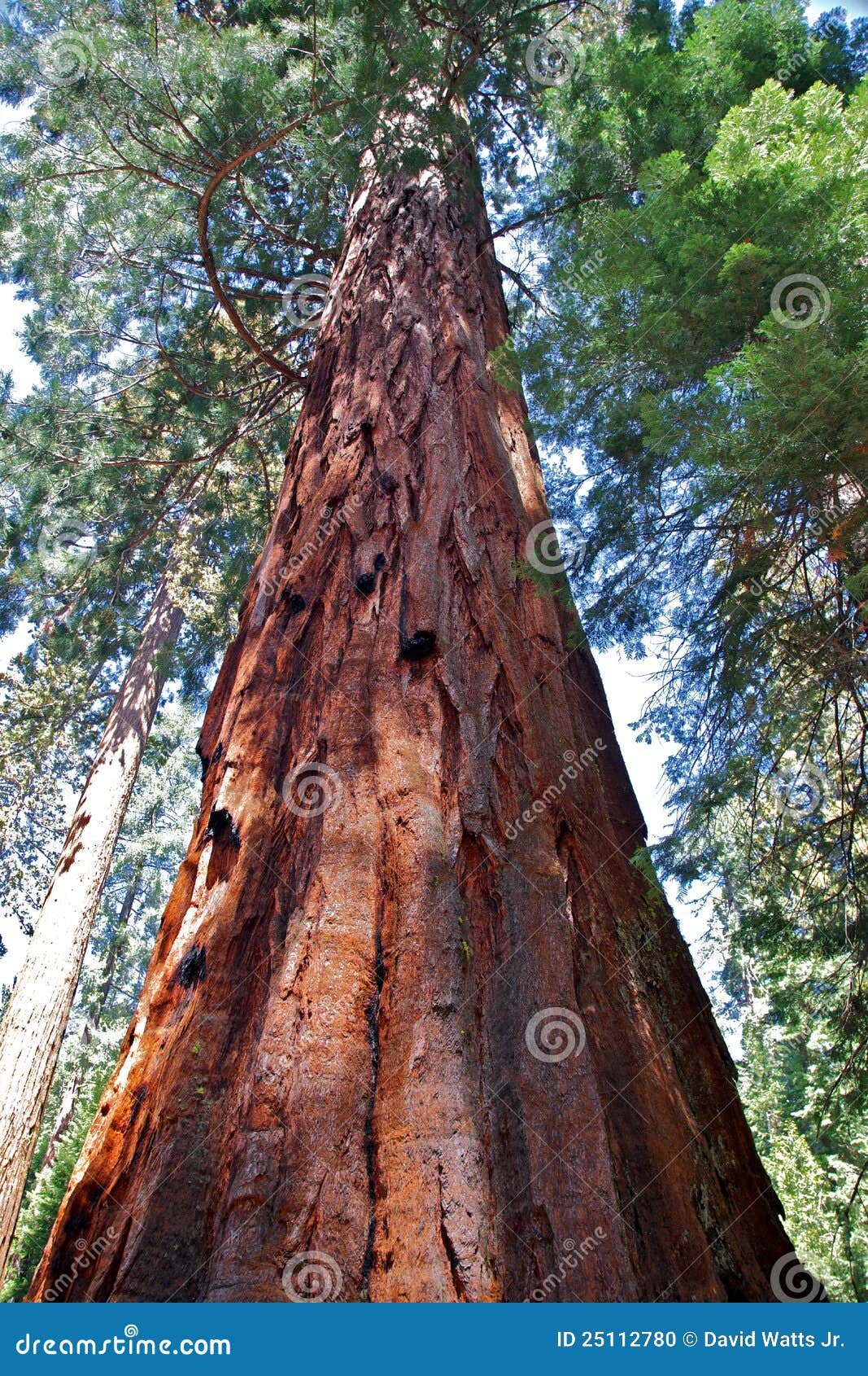 Semi Sequoia Per Giardino Bonsai 50 Semi Di Sequoia Sempervirens - Foto 6