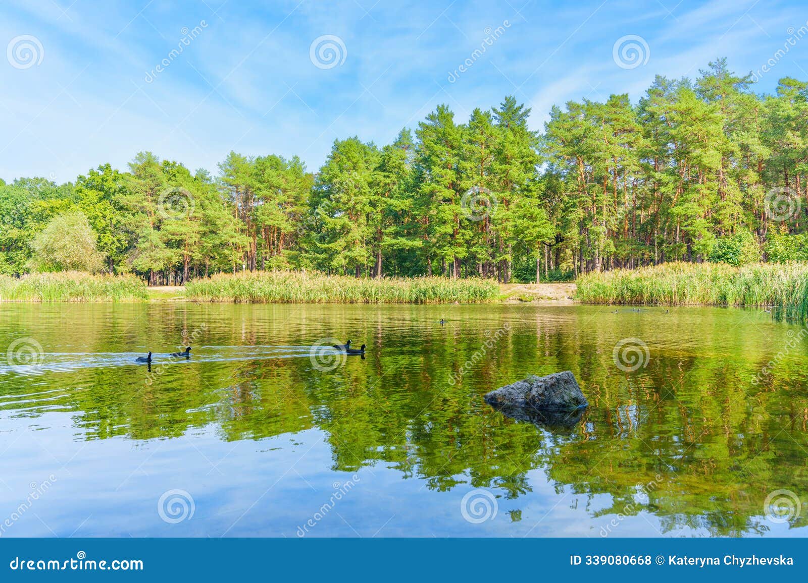 serene lake reflection with ducks and lush green pine forest