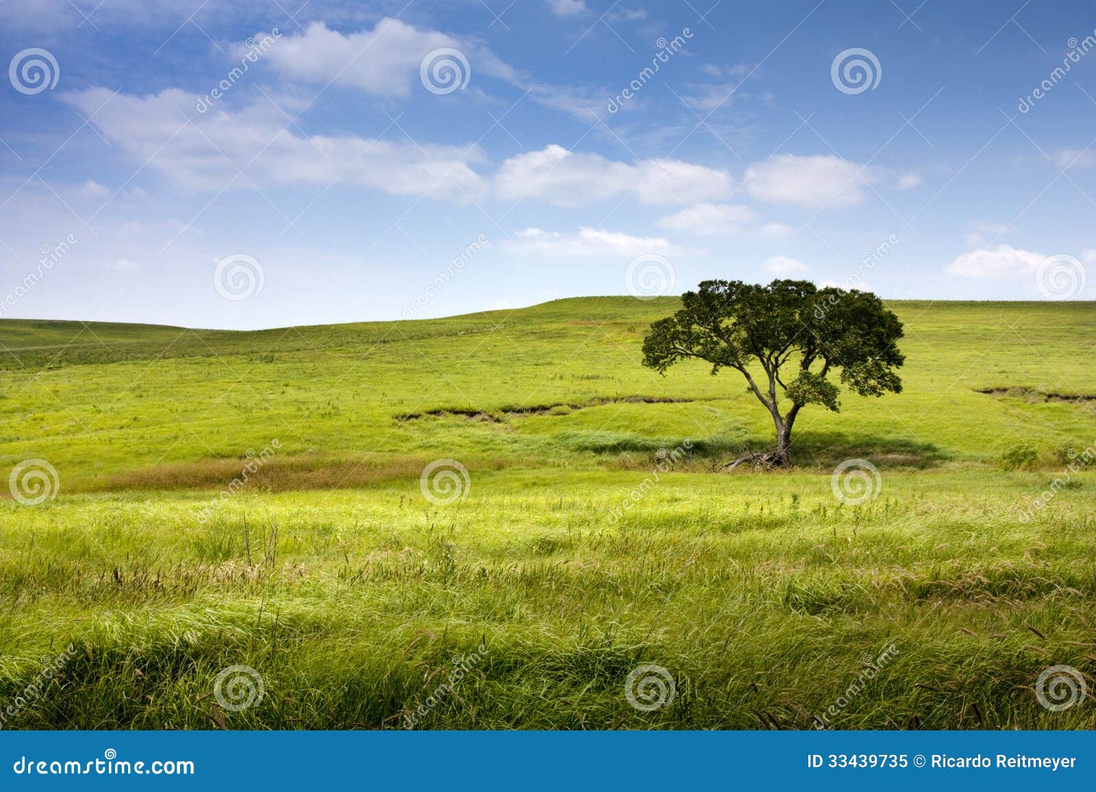 serene nature landscape of the midwest kansas tall