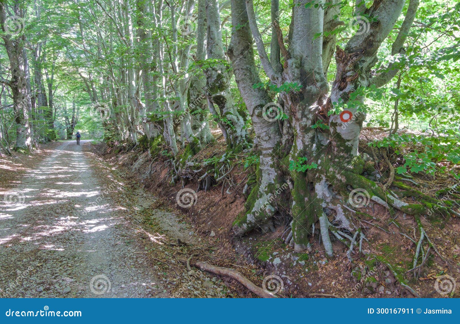 trail to ljubicko brdo, baske ostarije, croatia