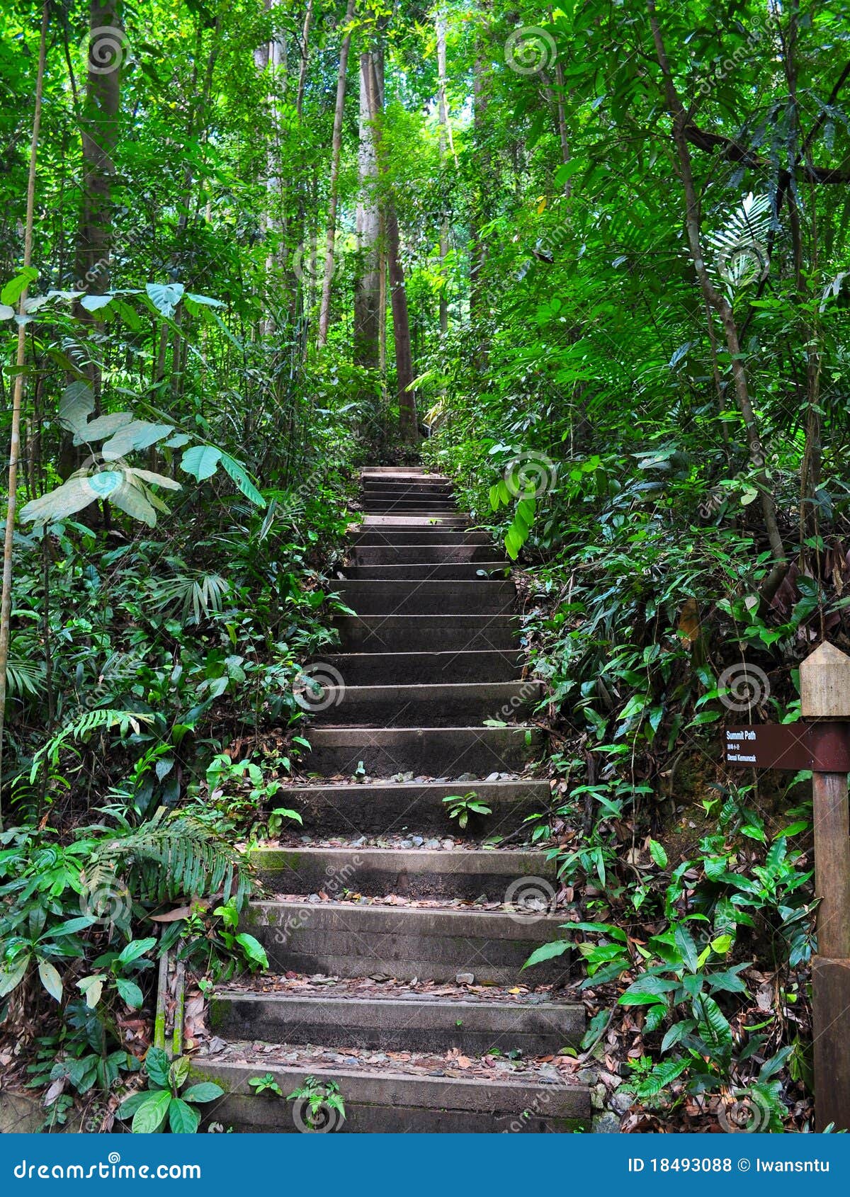 serene and peaceful stairway in a forest