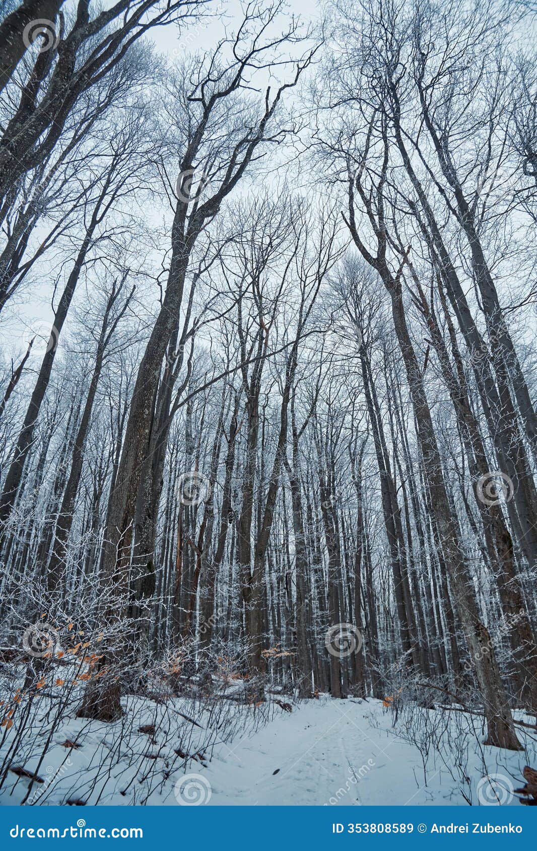a serene winter forest blanketed in snow. bare trees stretch skyward, their branches lightly frosted, creating a calm,