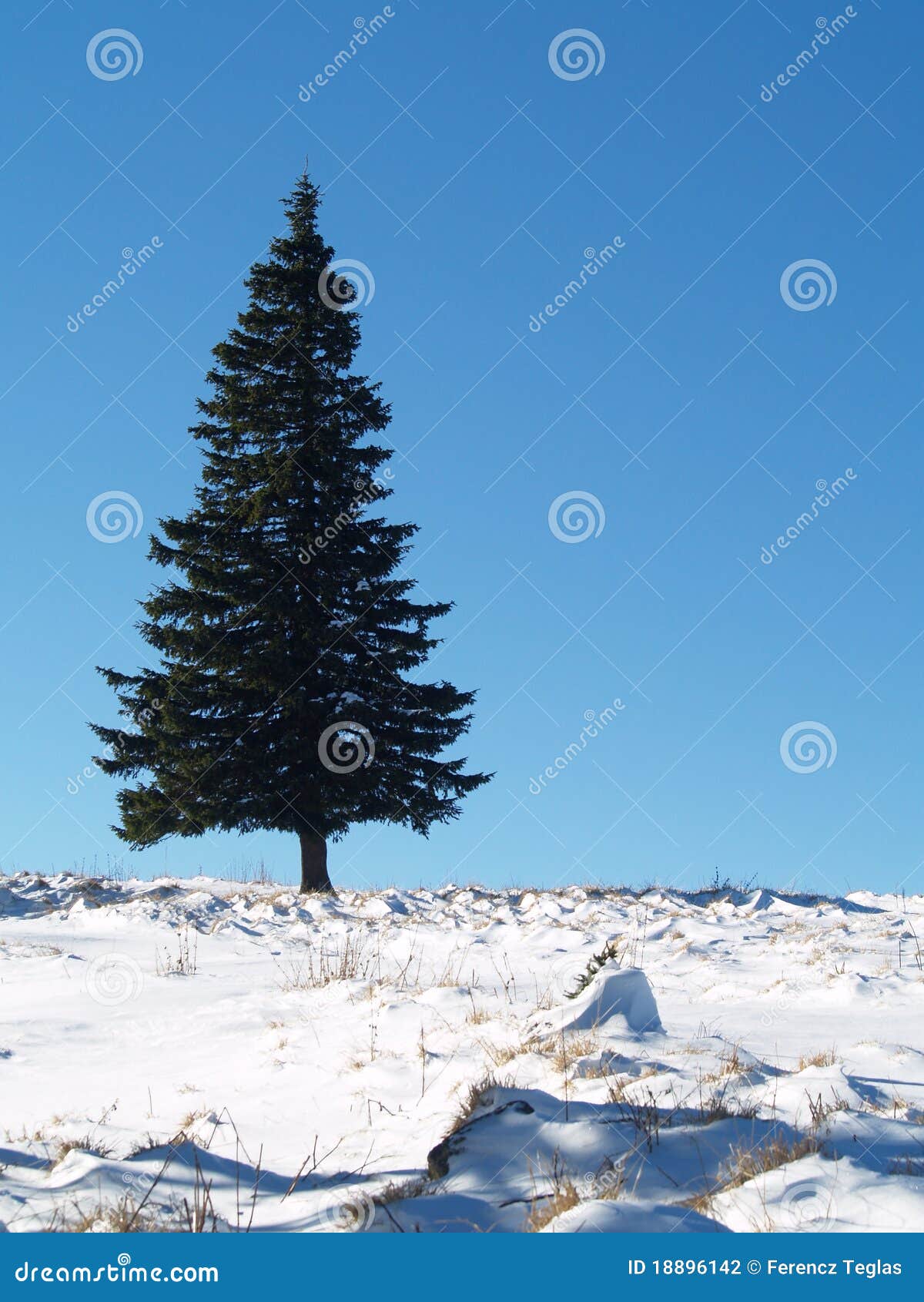 Serenity tree in winter stock photo. Image of landscape - 18896142