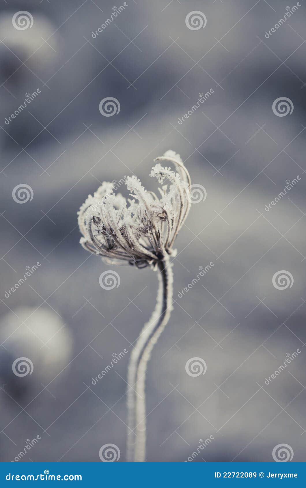 serenity of winter flower