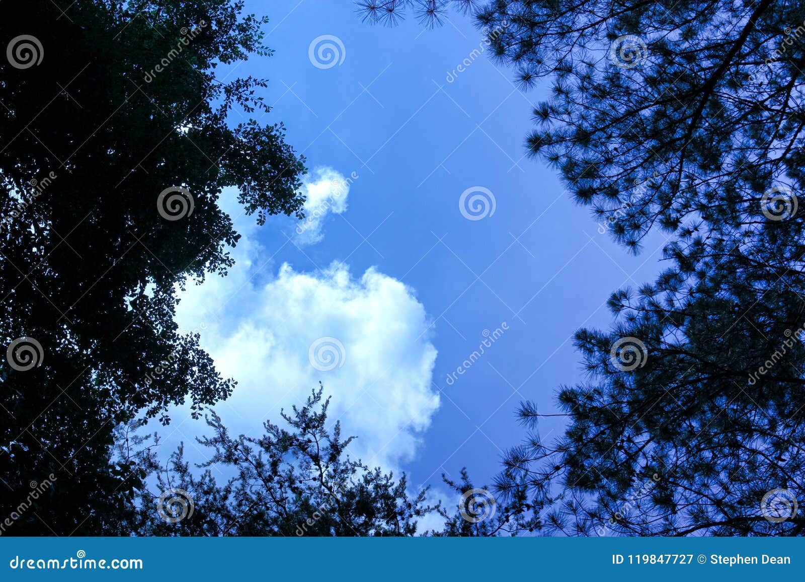 A Canopy of Assorted Trees Partially Hiding a Blue Sky with a Large ...