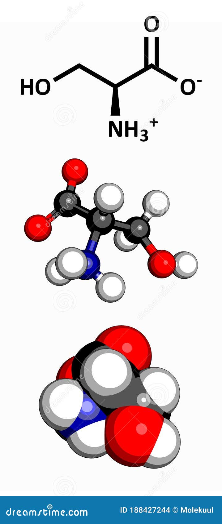 serine (ser, s) amino acid, molecular model