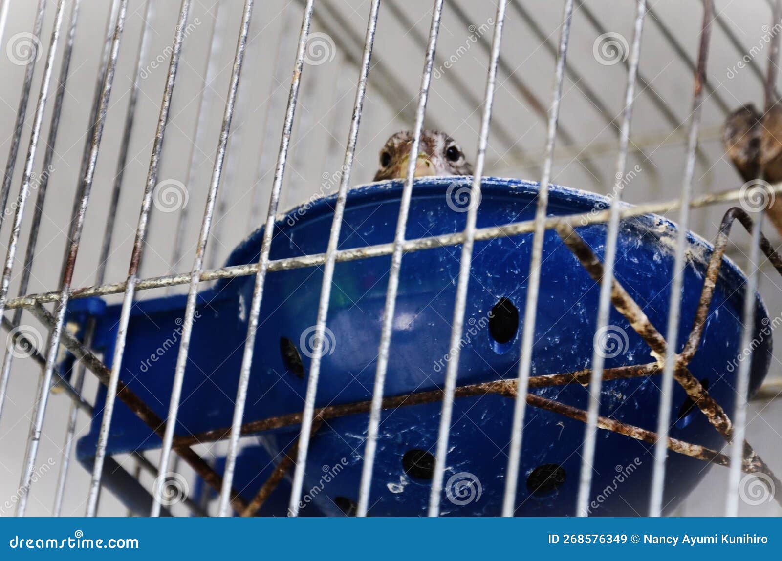 a serinus canaria in the nest in the cage hatching its eggs