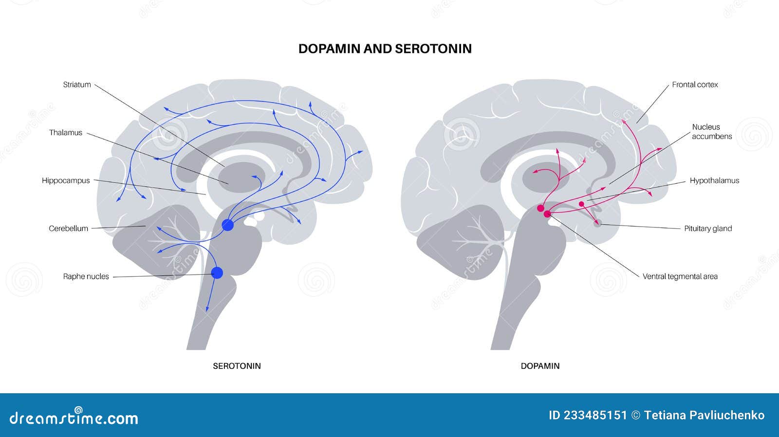 Serotonin Pathway In Brain Vector Illustration Biology Diagrams