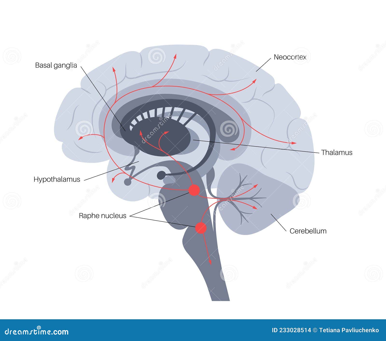 Serotonin Pathway In Brain Cartoon Vector Biology Diagrams