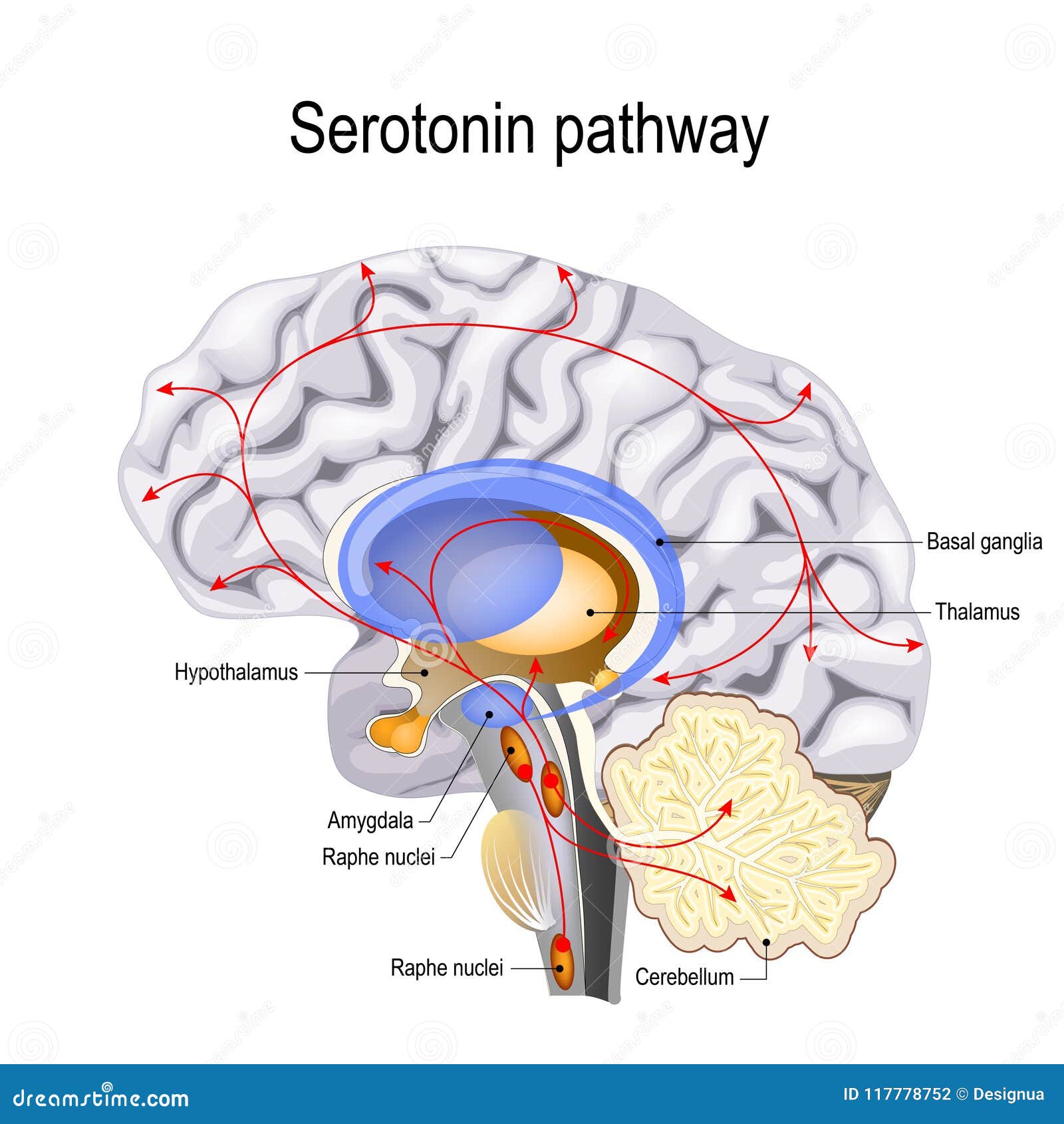 Serotonin Pathway. Vector Diagram Stock Vector Biology Diagrams