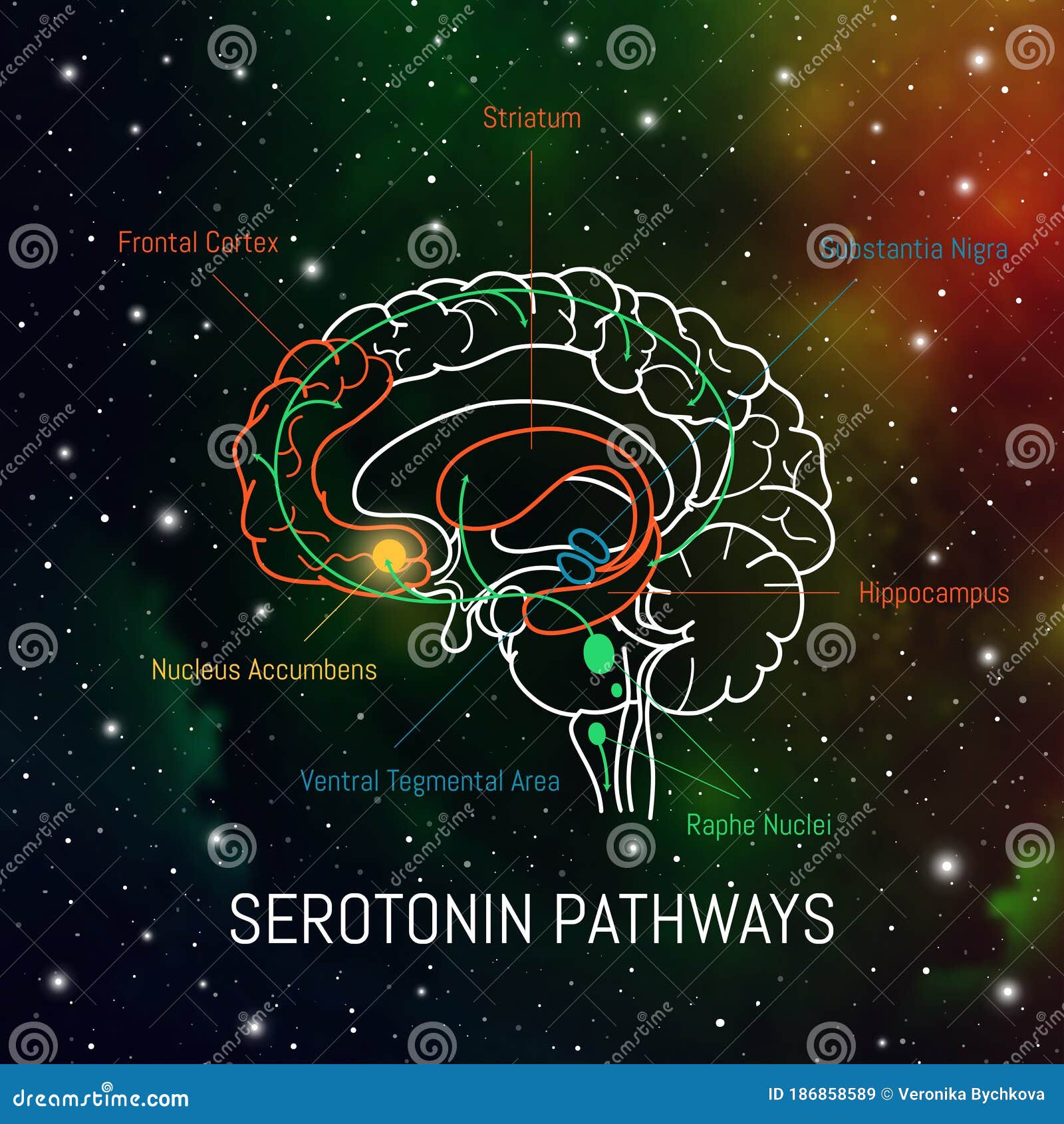 serotonin pathways in the brain. neuroscience medical infographic. striatum, substantia nigra, hippocampus, ventral tegmental area