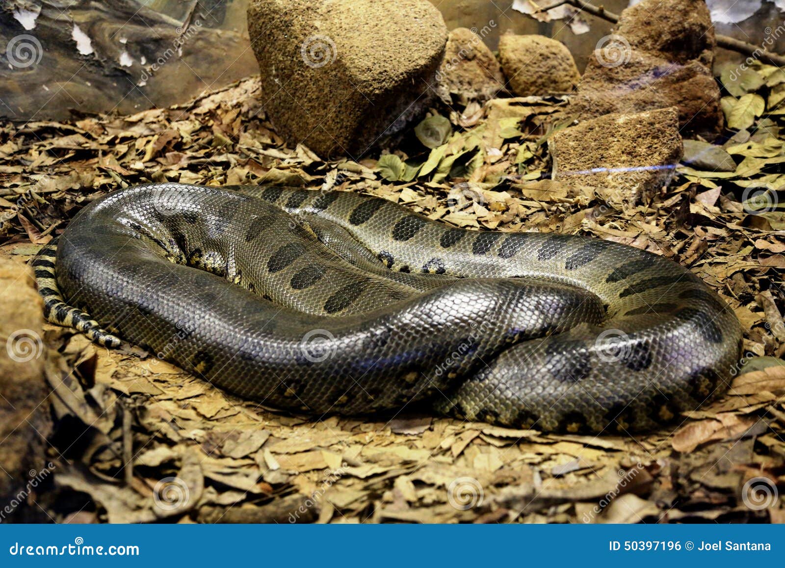 photo stock serpent d anaconda lov image
