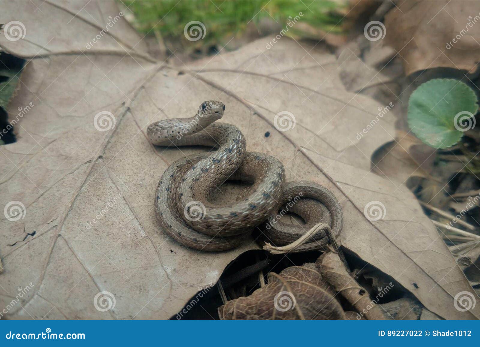 Serpent De Bebe Photo Stock Image Du Nature Normal