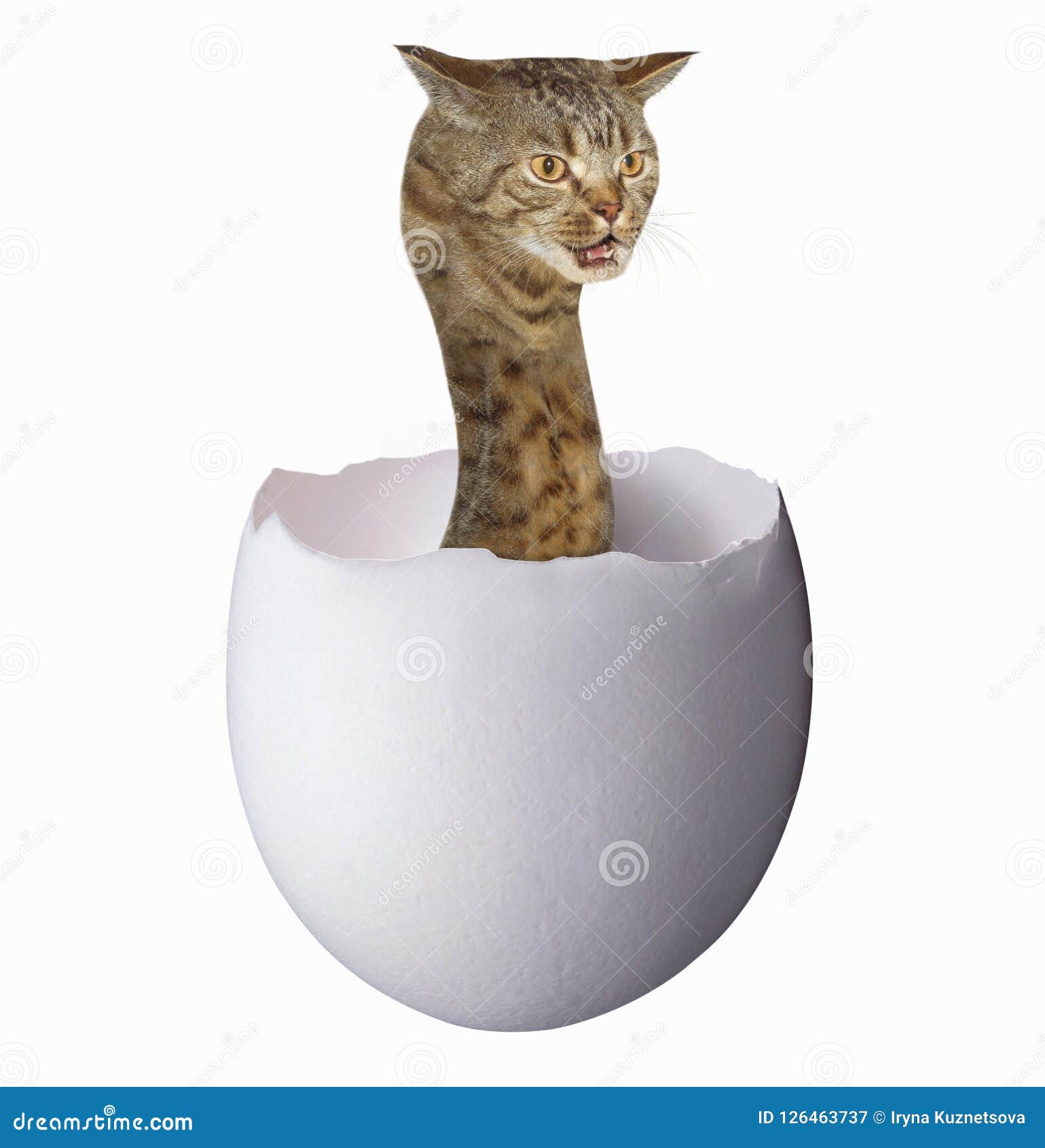 Serpent De Chat Dans Un Oeuf Image Stock Image Du Serpent Mutant