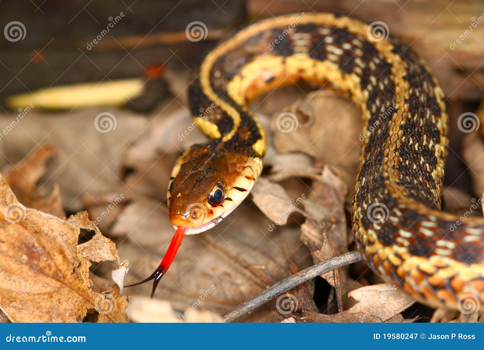 Serpent de jarretière (sirtalis de Thamnophis) avec la langue étendue en Illinois nordique.