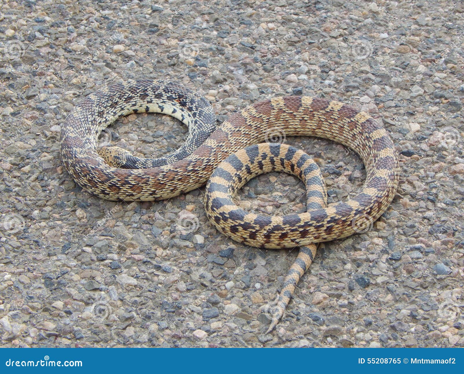 serpent de verre 5 lettres