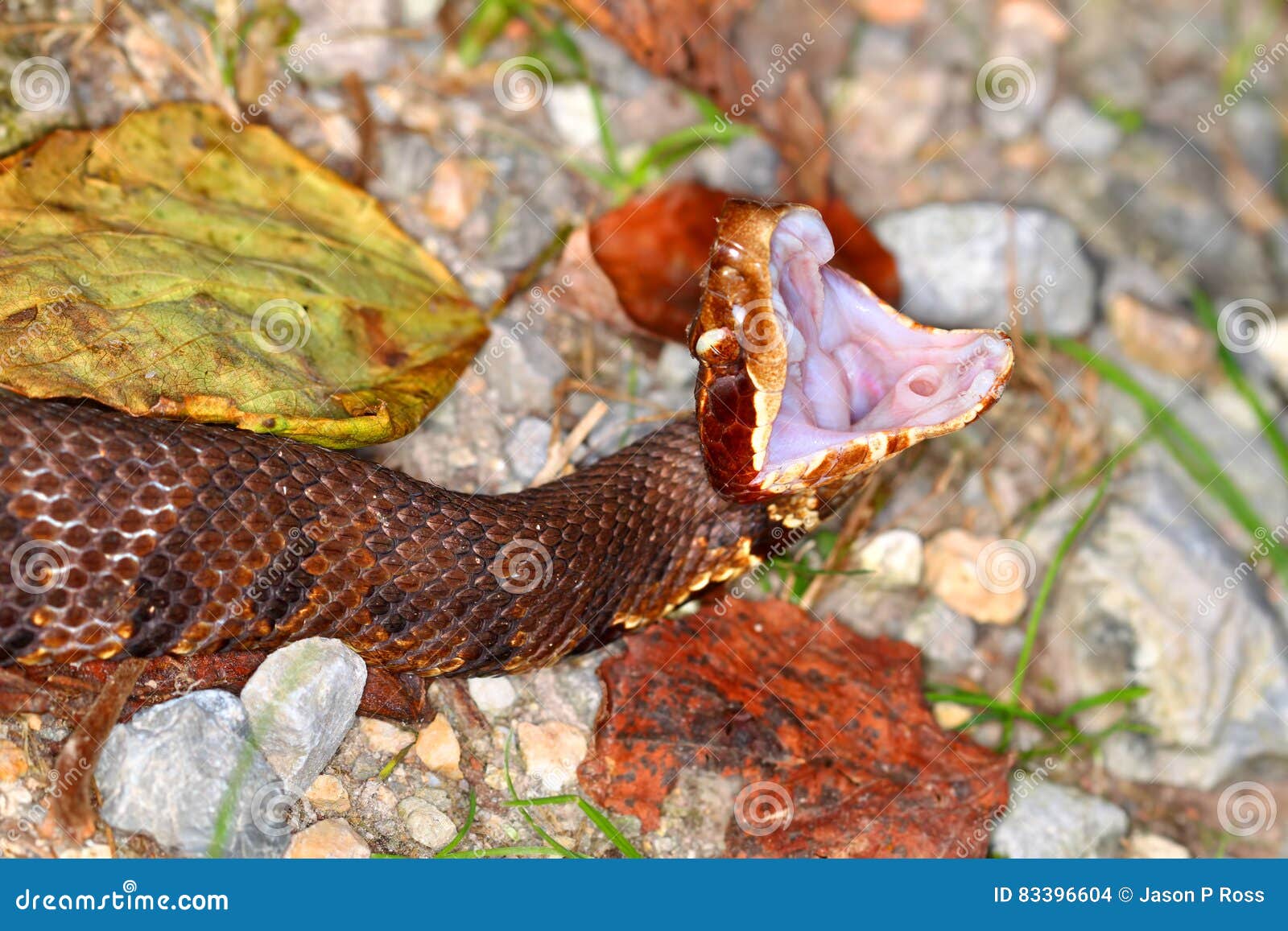 Serpent L'Illinois Du Sud De Cottonmouth Photo stock Image du côtes