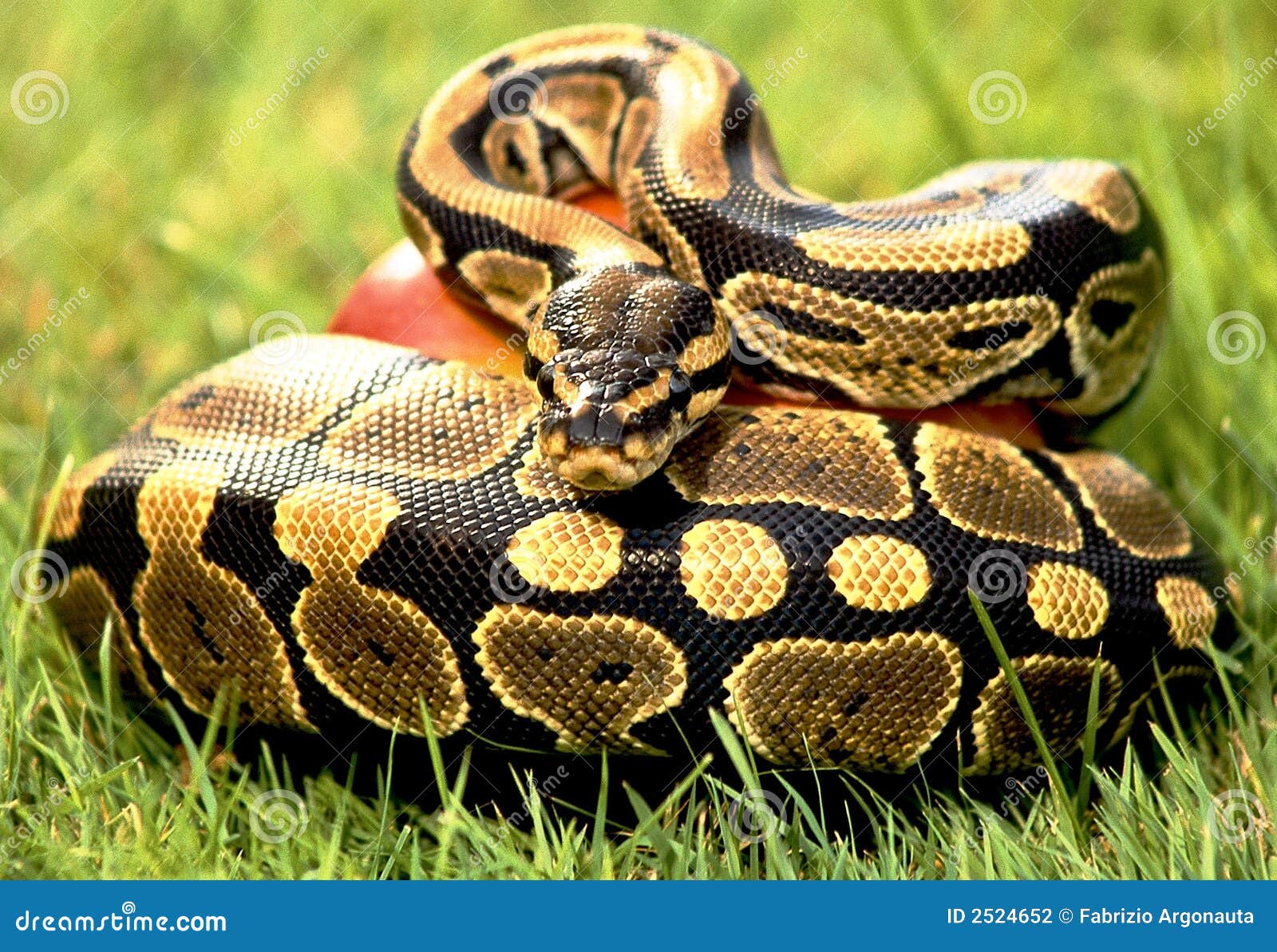Serpent Python Stock Photography - Image: 2524652
