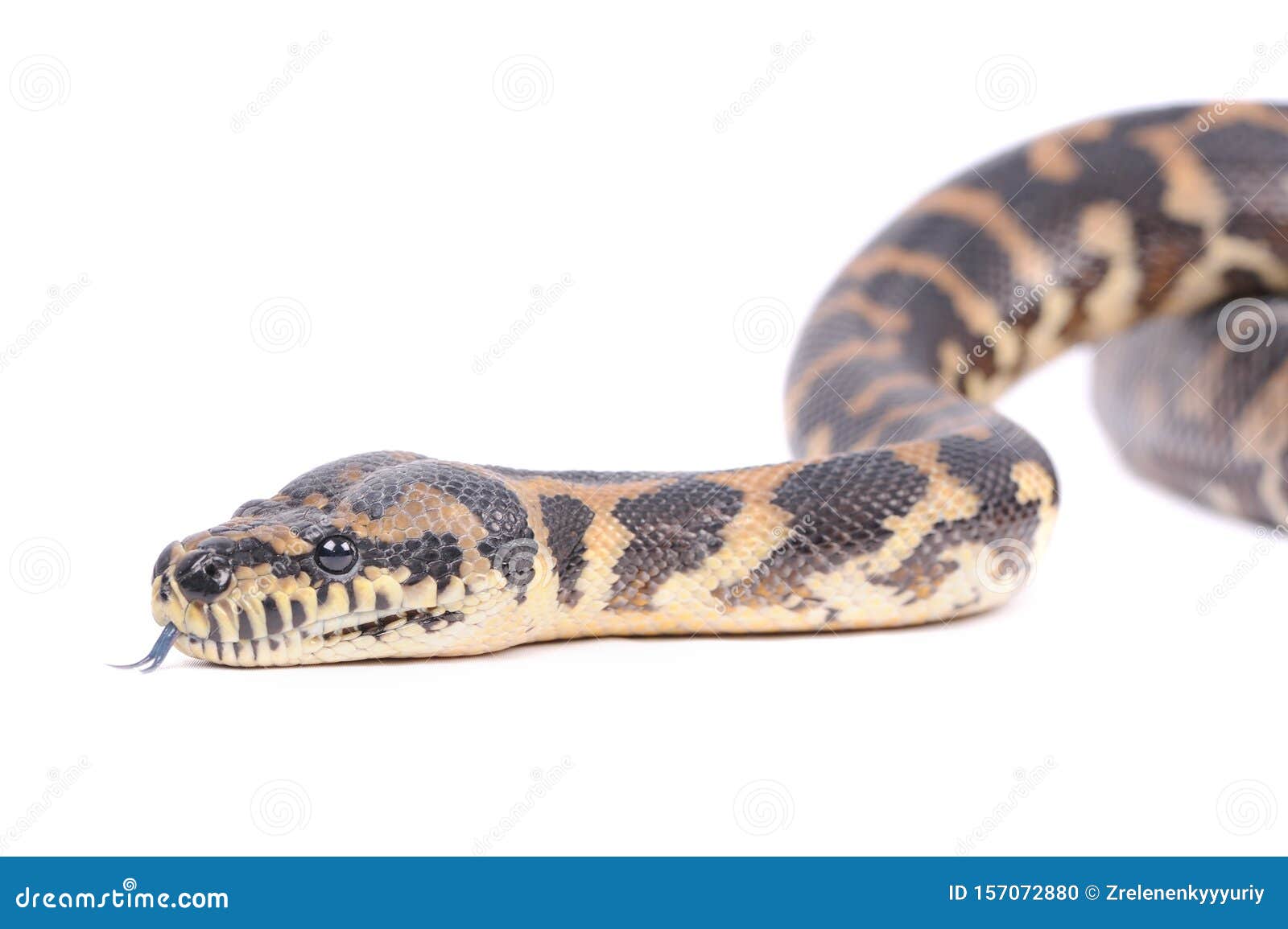 Serpent Sur Fond Blanc Photo Stock Image Du Toxique