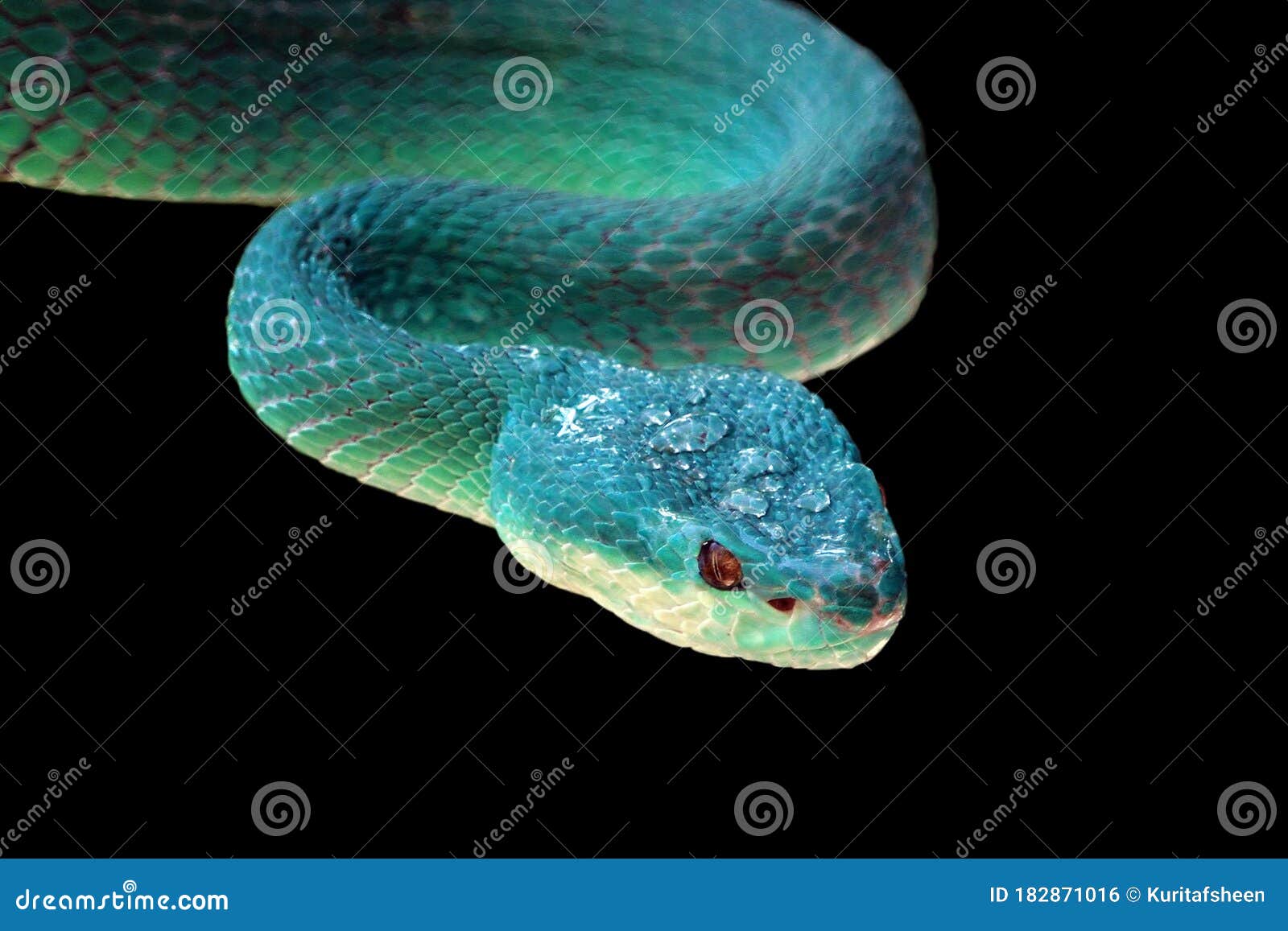 Cobra víbora azul no galho, cobra víbora pronta para atacar, insularis azul