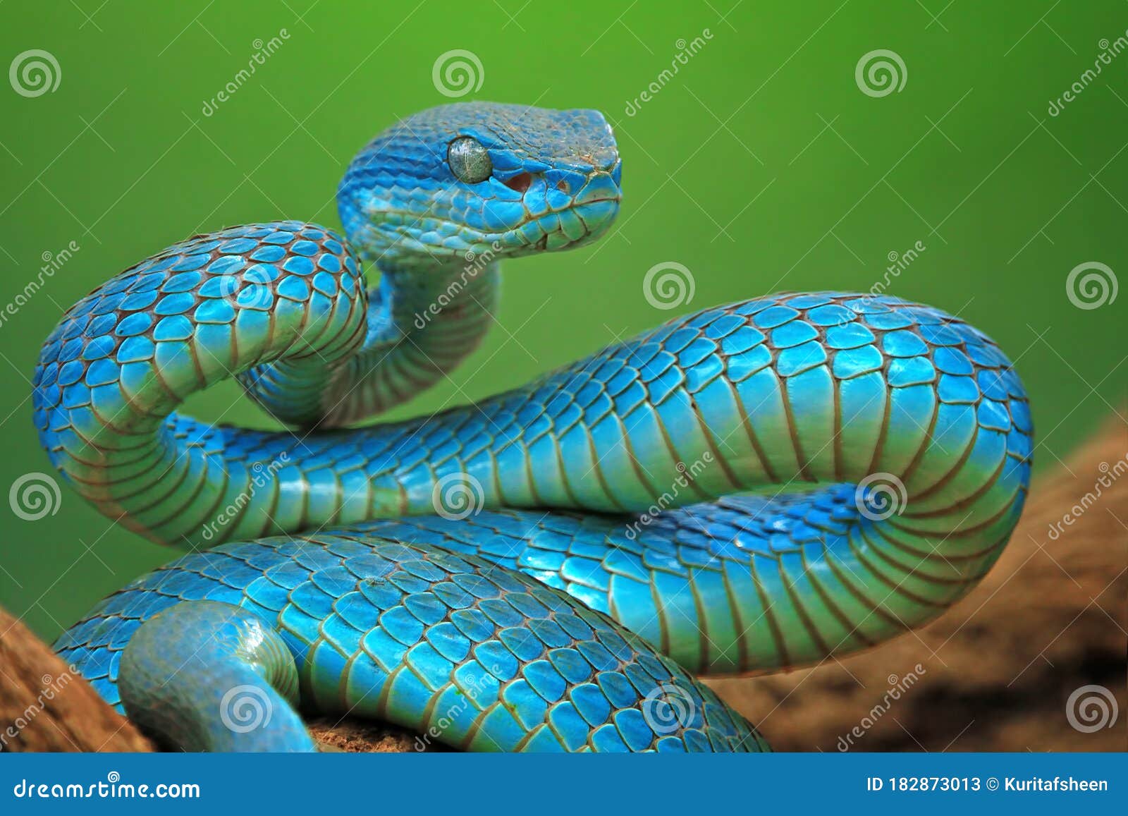 Serpente Azul-insularis Víbora Venenosa Imagem de Stock - Imagem