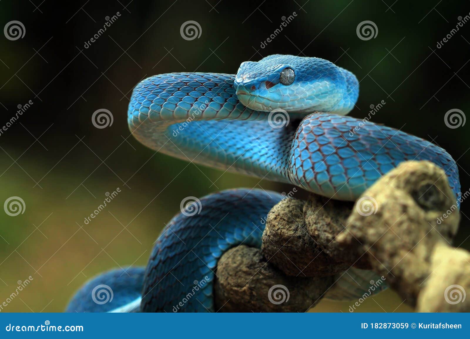 Serpente Azul De Cobra De Víbora Cabeça De Serpente De Víbora Foto