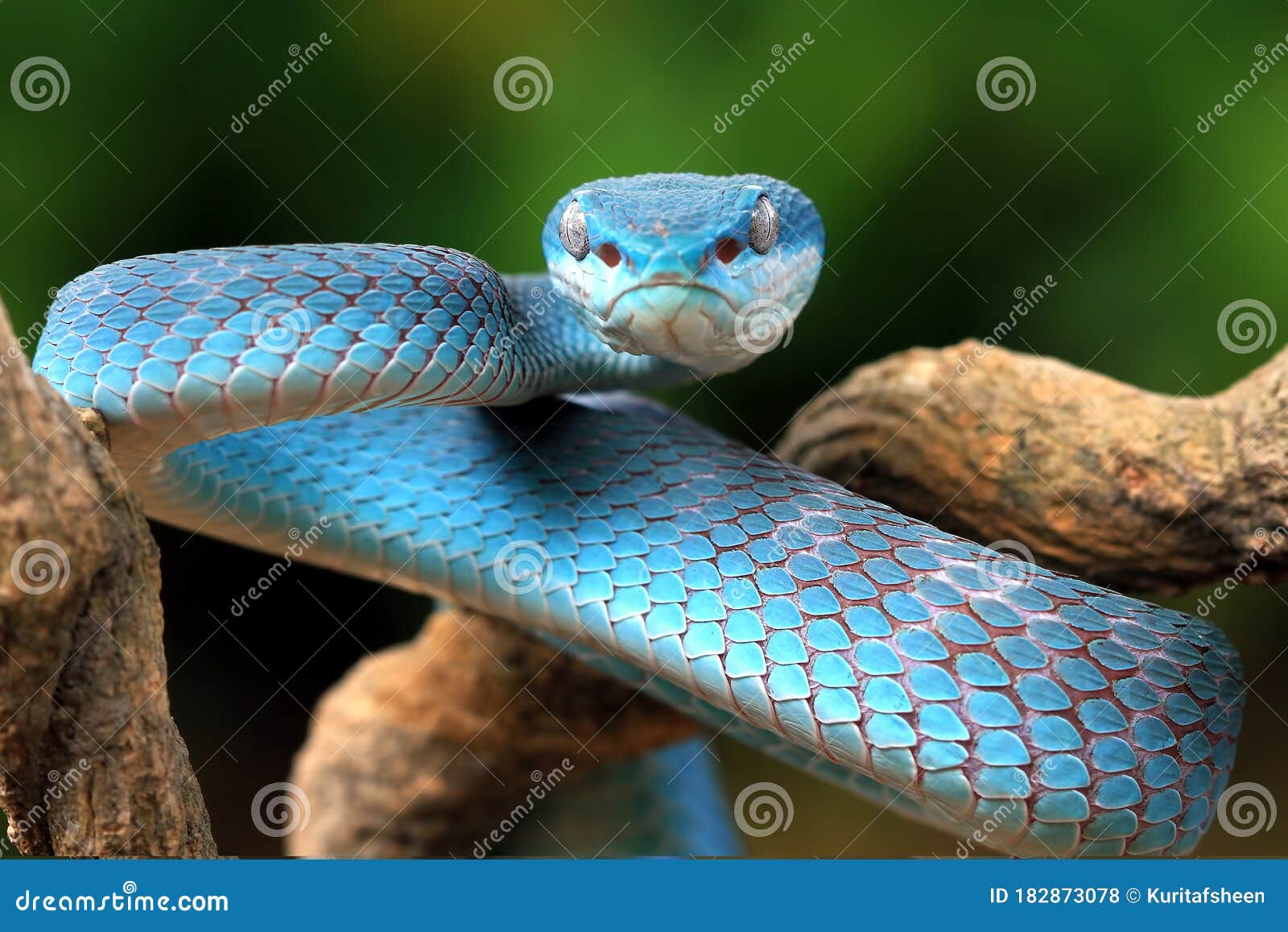 Cobra víbora azul no galho, cobra víbora pronta para atacar, insularis azul