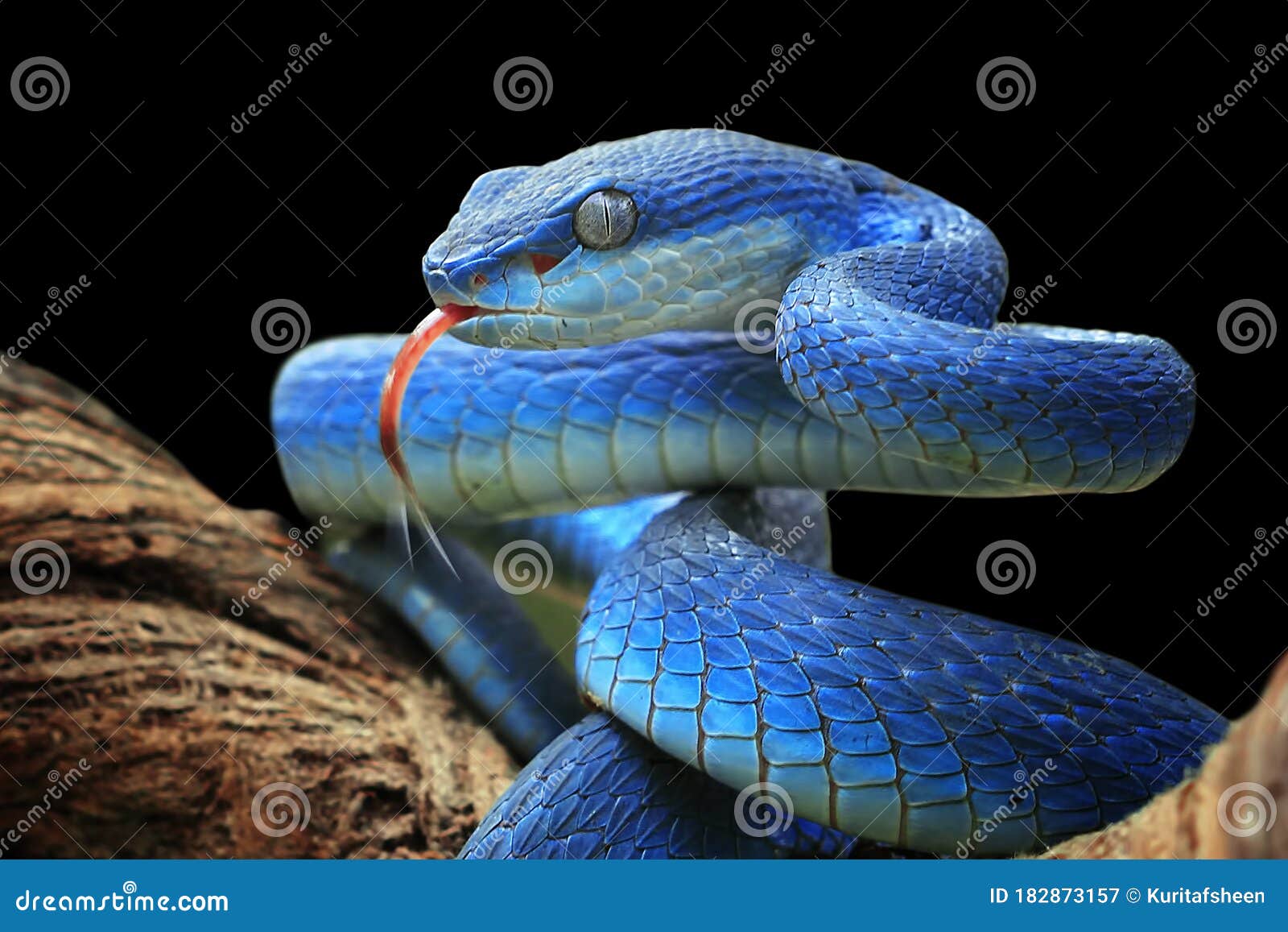 Serpente Azul De Cobra De Víbora Cabeça De Serpente De Víbora Foto