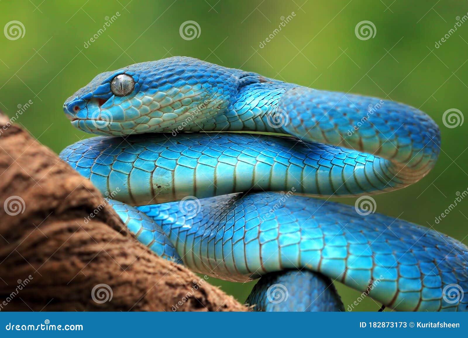 A Cobrinha Azul / The Blue Racer