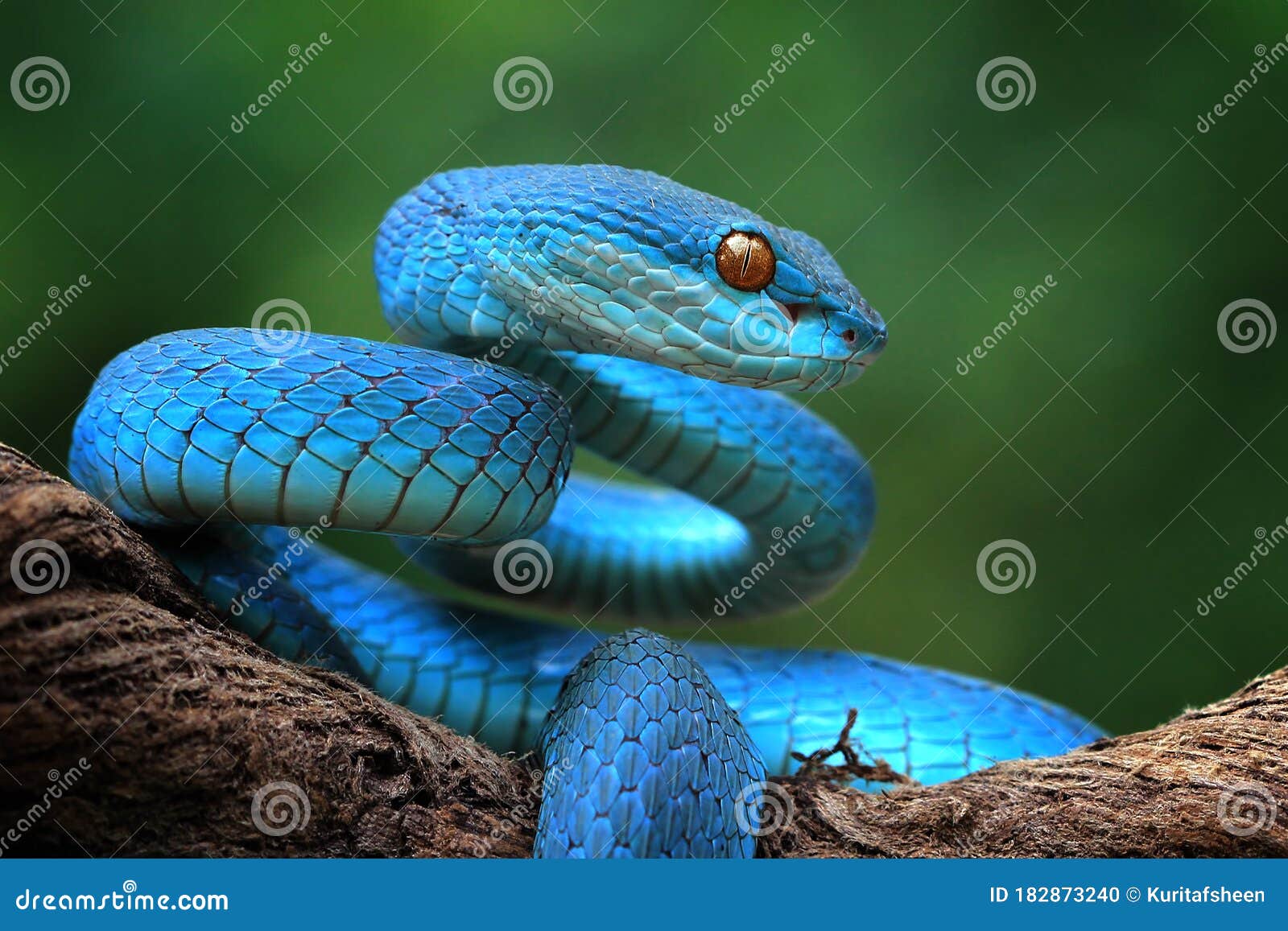 Cobra víbora azul no galho, cobra víbora pronta para atacar, insularis azul