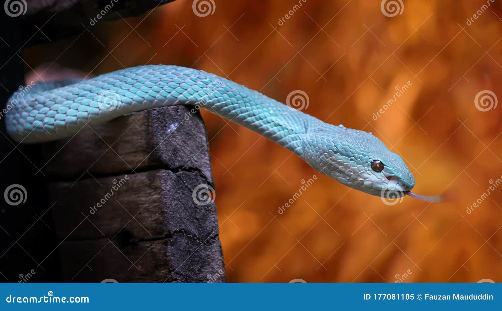 Frente Azul Víbora Cobra Closeup Víbora Cobra Azul Insularis