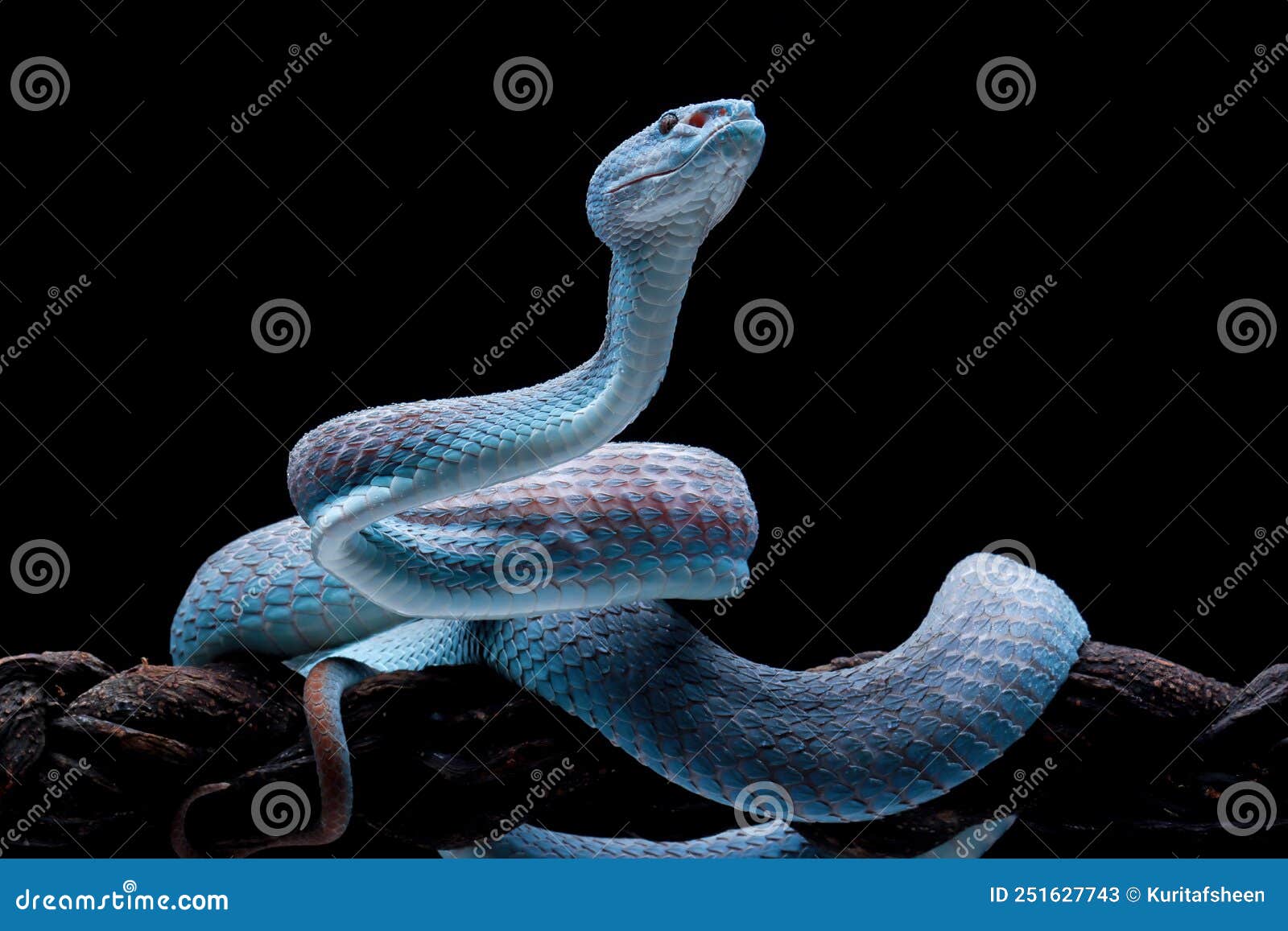 Cobra víbora azul no galho, cobra víbora pronta para atacar, insularis azul