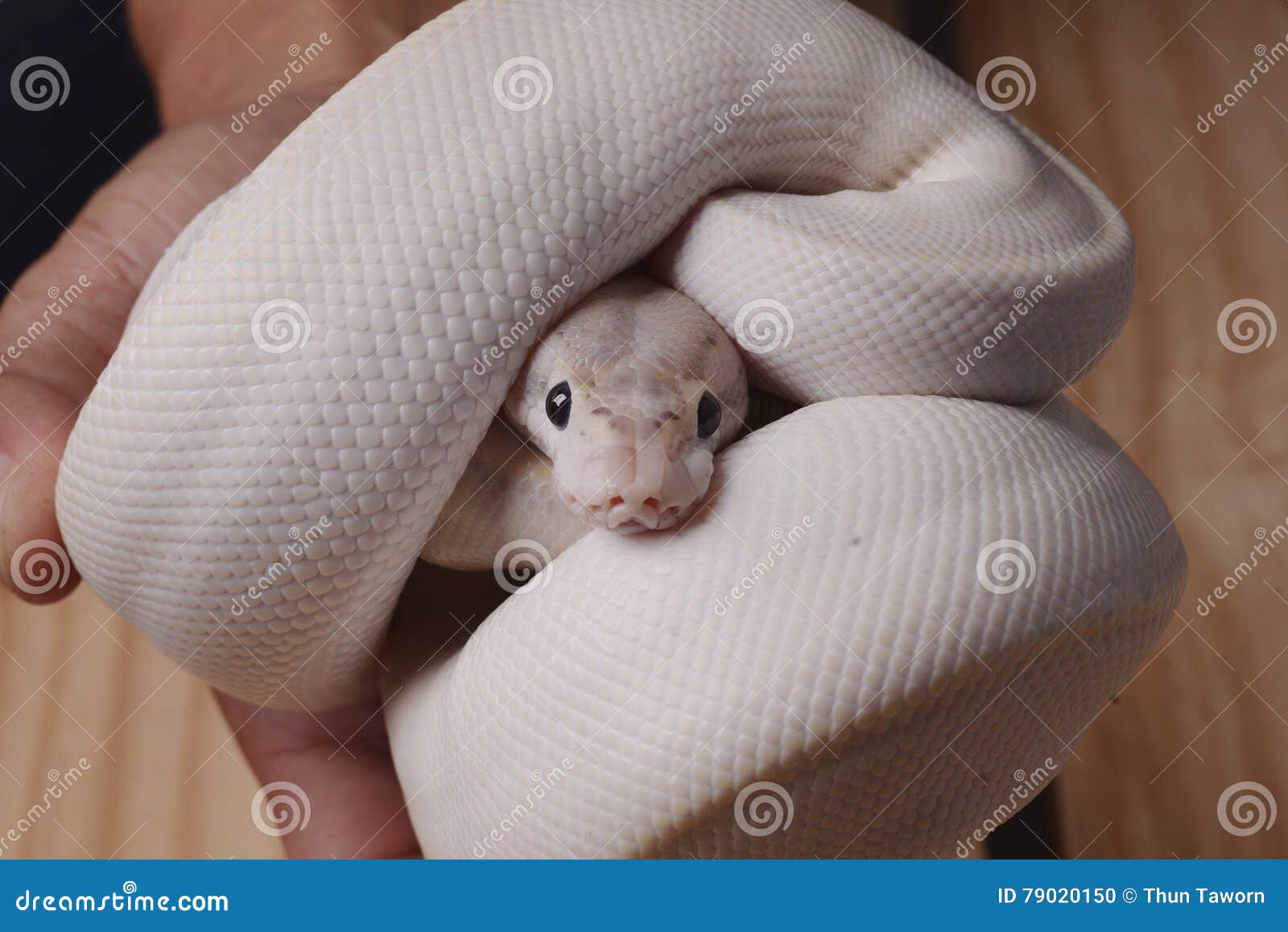 Serpente Bianco Del Pitone Reale Fotografia Stock Immagine di pitone