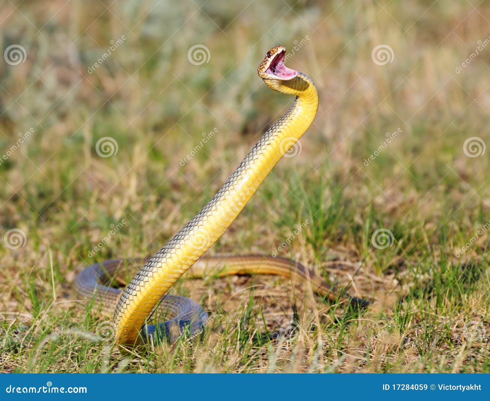 Serpente se arrasta por parede imitando 'jogo da cobrinha' (VÍDEO) -  29.06.2018, Sputnik Brasil