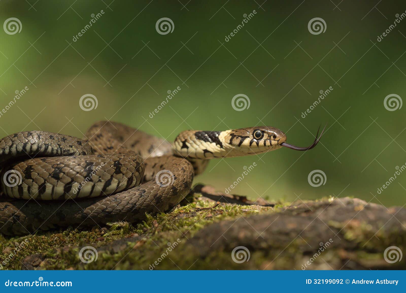 Serpente di erba fotografia stock. Immagine di bello 32199092