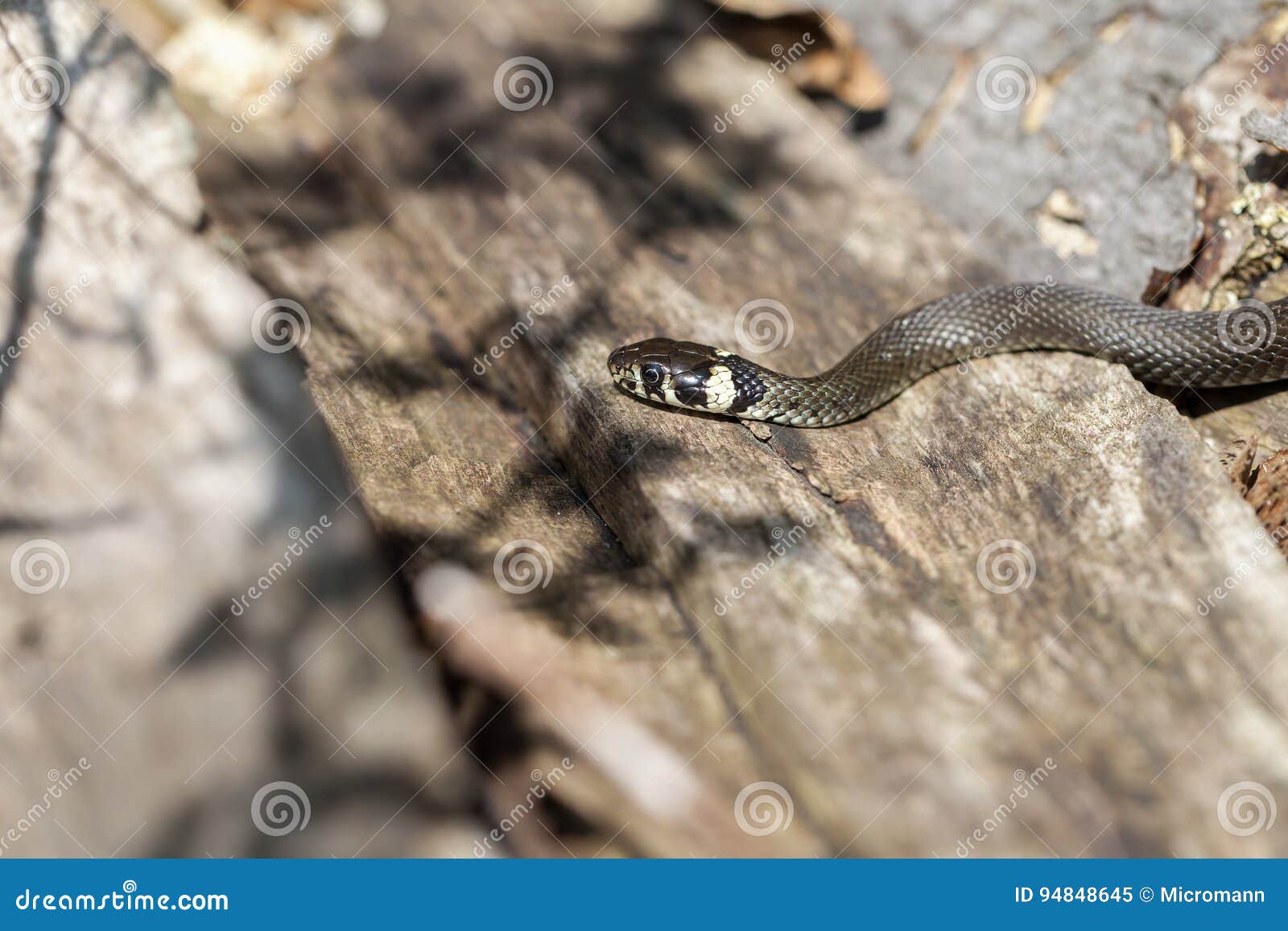 Serpente Di Erba Caccia Macro Immagine Stock Immagine di boscoso, guasto 94848645