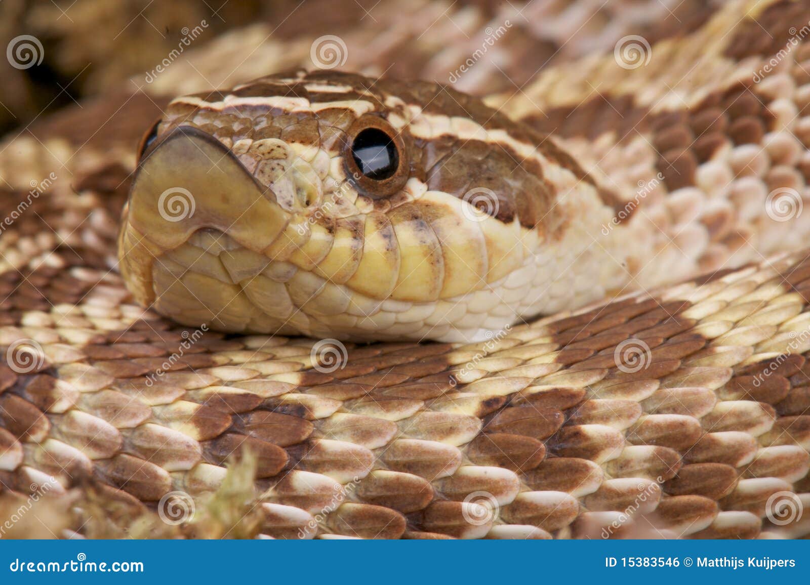 Il serpente di Hognose occidentale, nasicus del Heterodon, è un serpente posteriore-fanged dagli S.U.A. La caratteristica di tutti i serpenti di hognose è il loro muso rovesciato, che aiuta nella scavatura nel terreno. I serpenti di Hognose sono considerati come venomous posteriore-fanged, ma non sono considerati di proporre alcun pericolo agli esseri umani e soltanto morderanno come risposta d'alimentazione, raramente nella difesa.