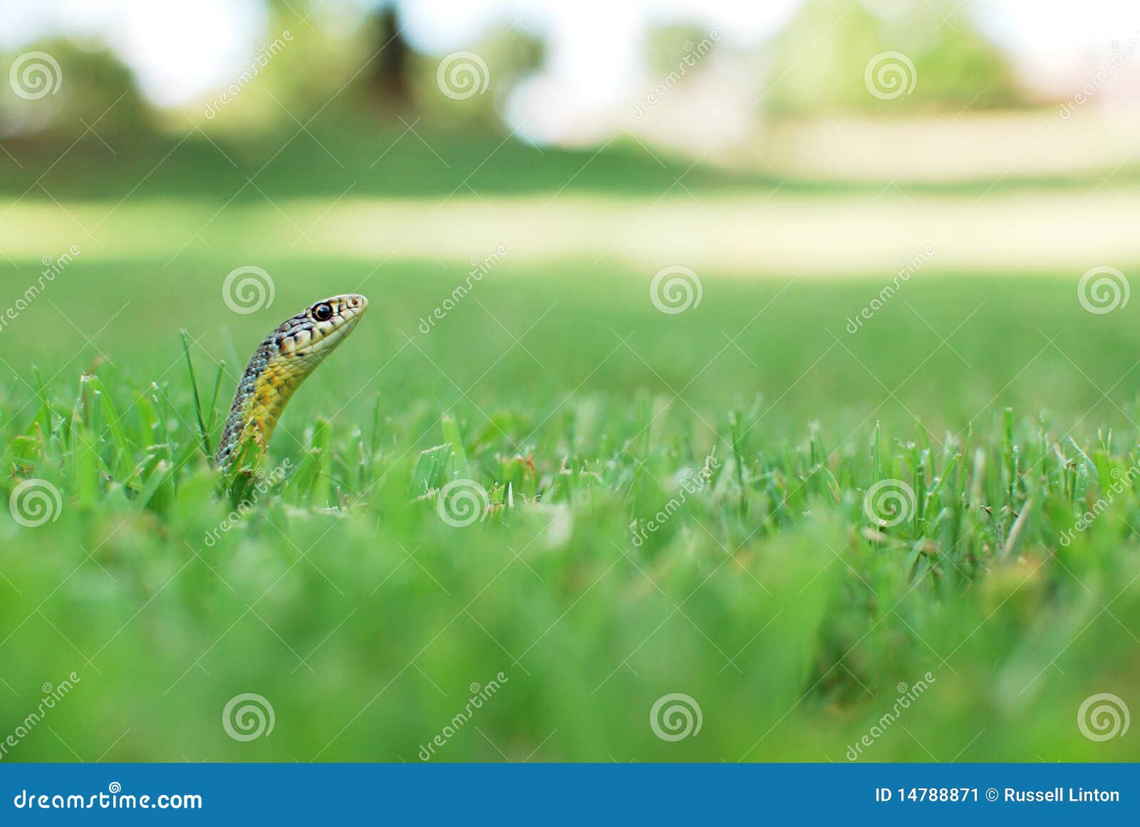 Serpente na grama. Uma serpente estala sua cabeça acima fora de um mar da grama verde.