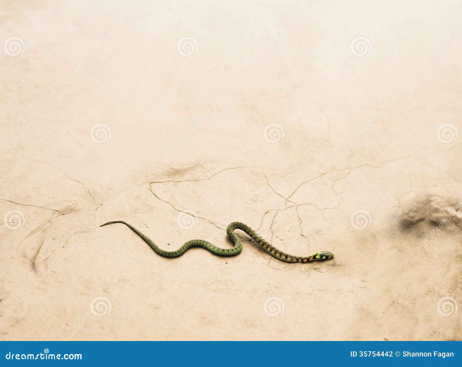 Desenho de Serpente no deserto para colorir - Tudodesenhos