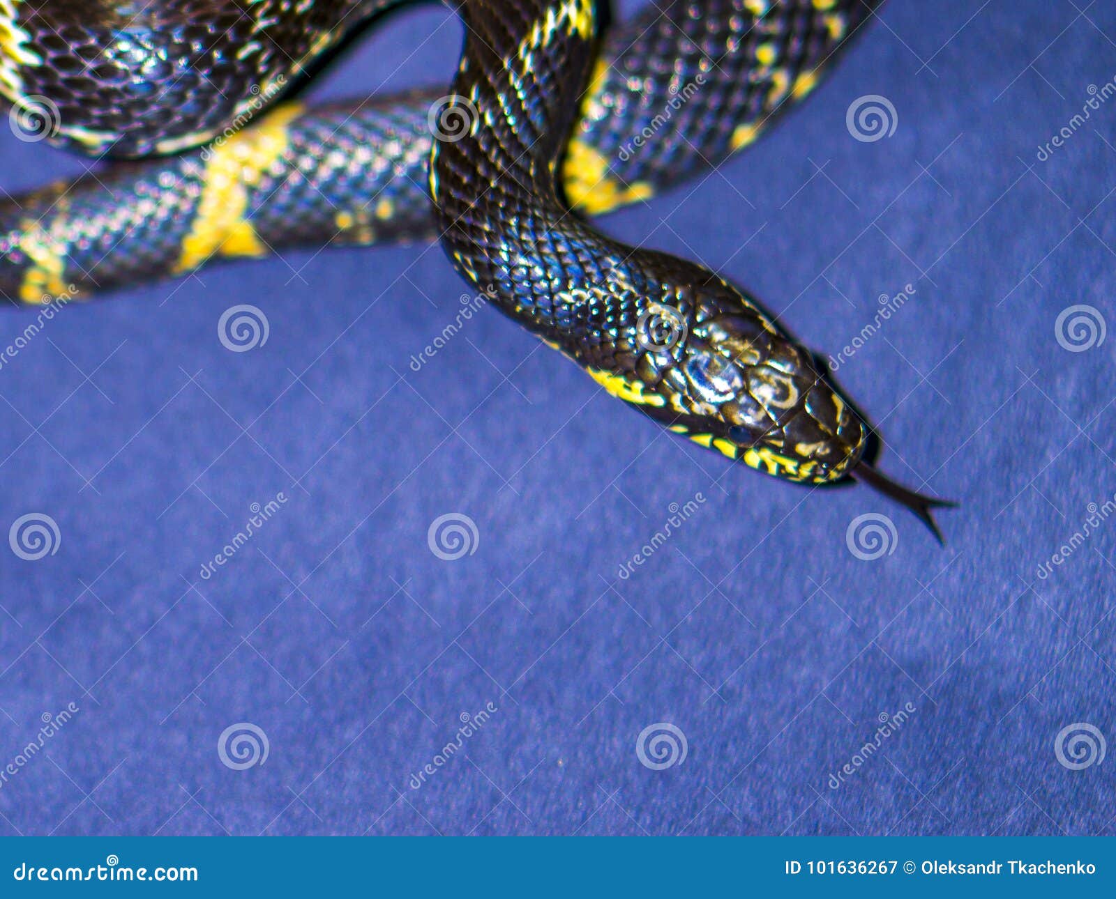 PORTACHIAVI serpenti cubo nero/giallo 