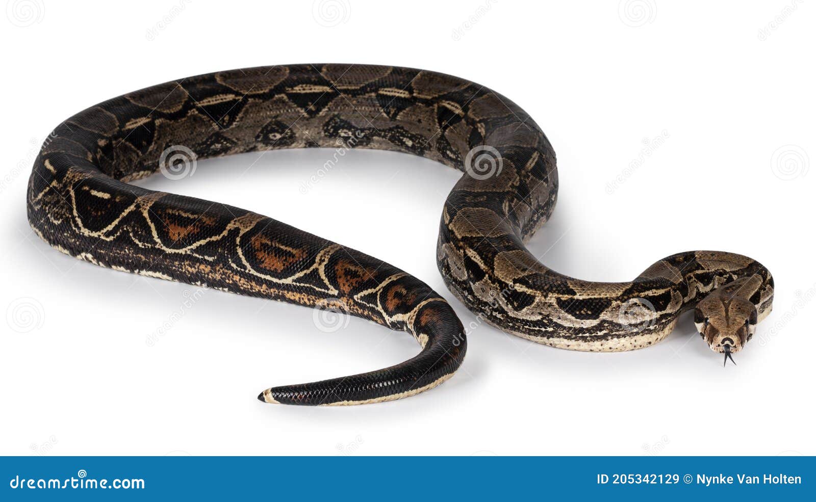 Serpiente Boa Constrictor Adulto Sobre Blanco Imagen De Archivo