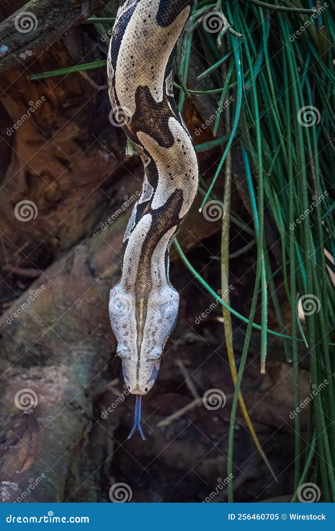 Serpiente Boa Constrictor En Un Parque En Brasil Imagen De Archivo