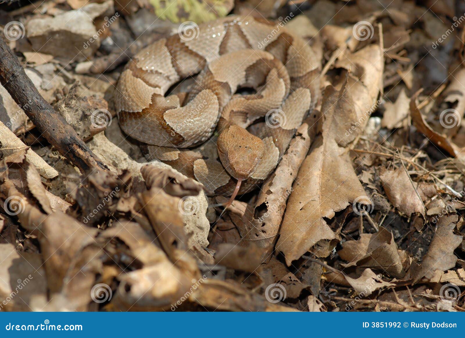 Serpiente de Copperhead foto de archivo. Imagen de animal 3851992